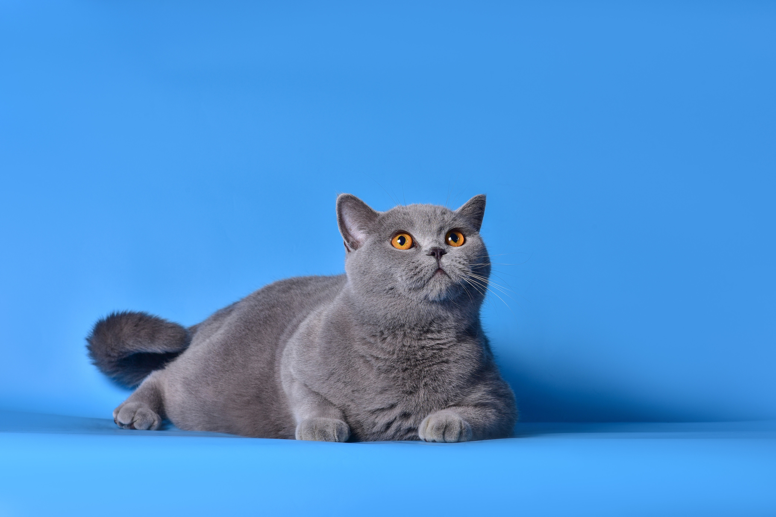 Великолепные шотландцы. Дог-фотограф в Тюмени Александра Королева