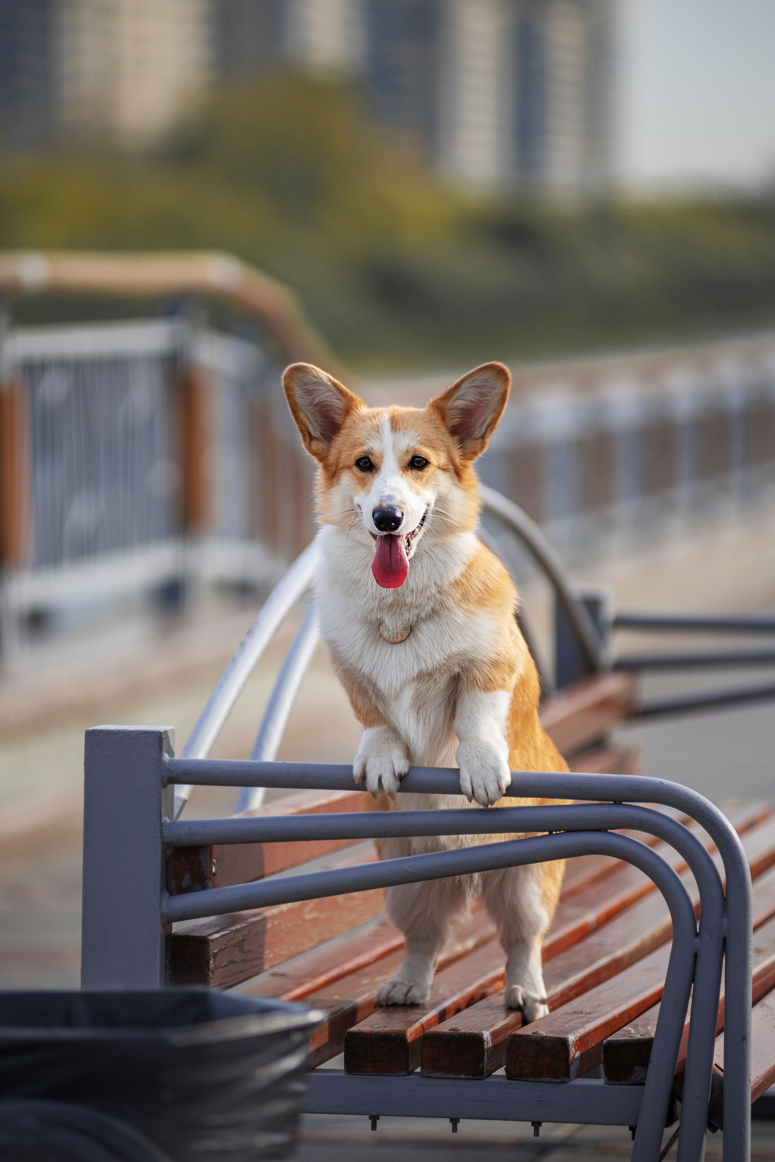 Ася и Плюша. Дог-фотограф в Тюмени Александра Королева