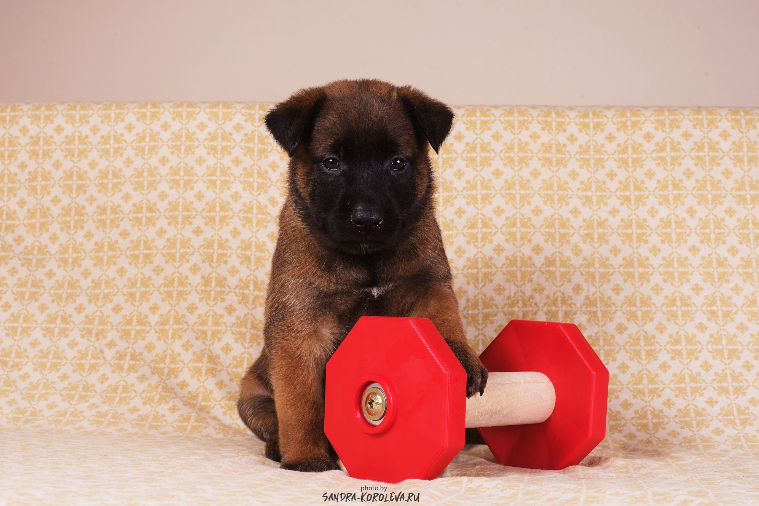 Малинойсы. Дог-фотограф в Тюмени Александра Королева