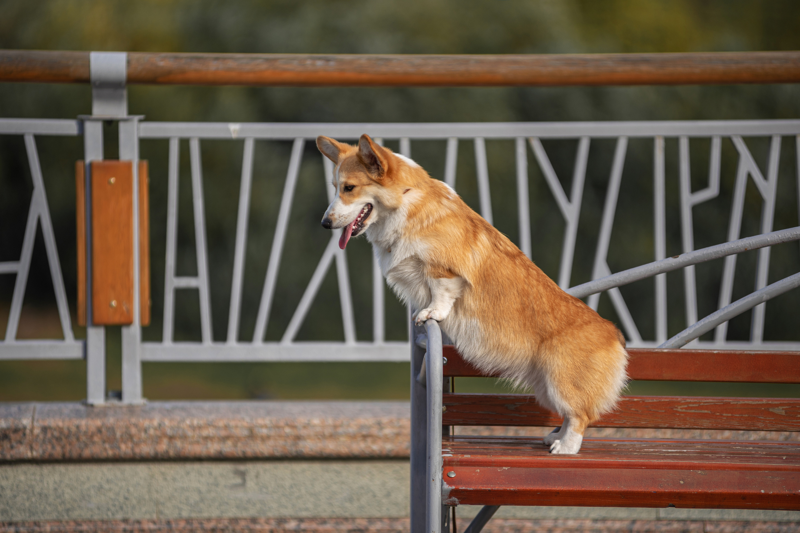 Ася и Плюша. Дог-фотограф в Тюмени Александра Королева
