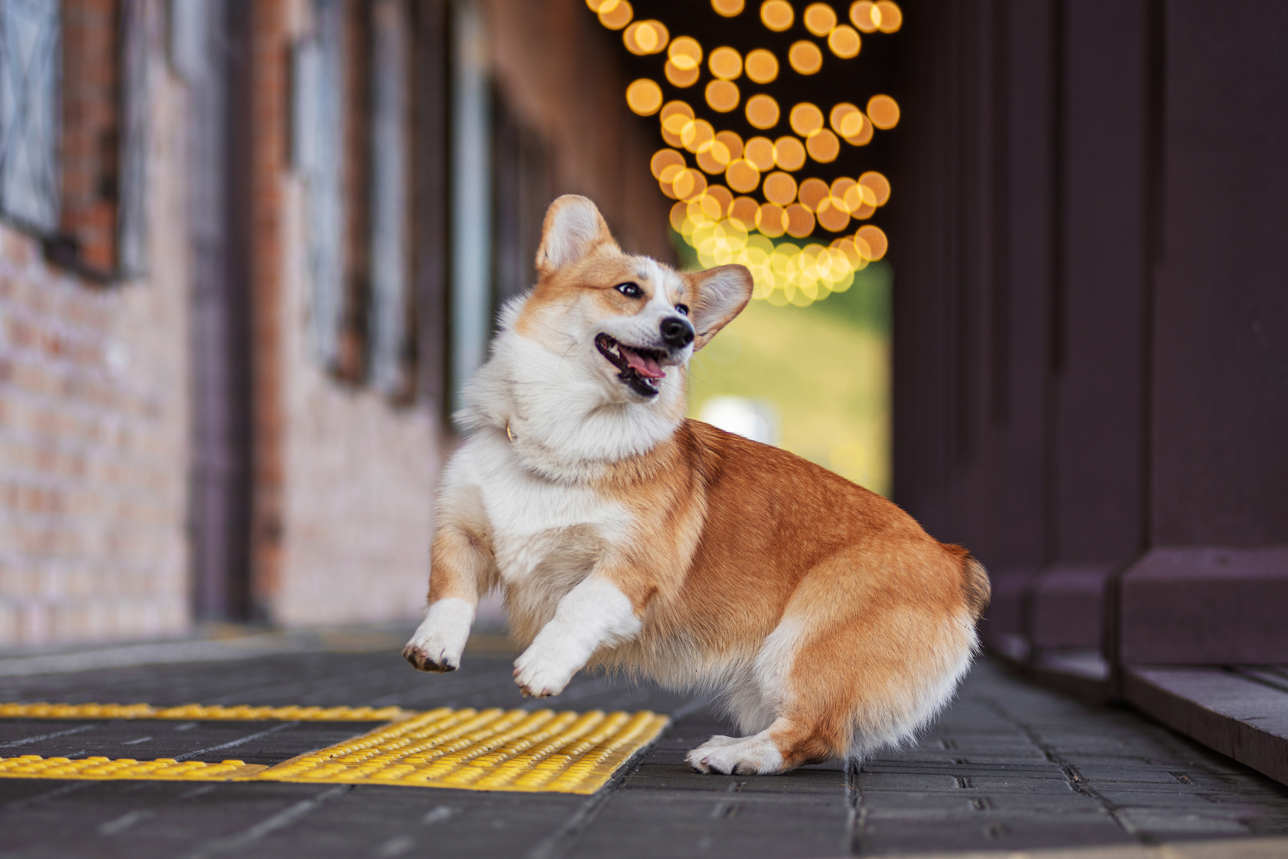 Ася и Плюша. Дог-фотограф в Тюмени Александра Королева