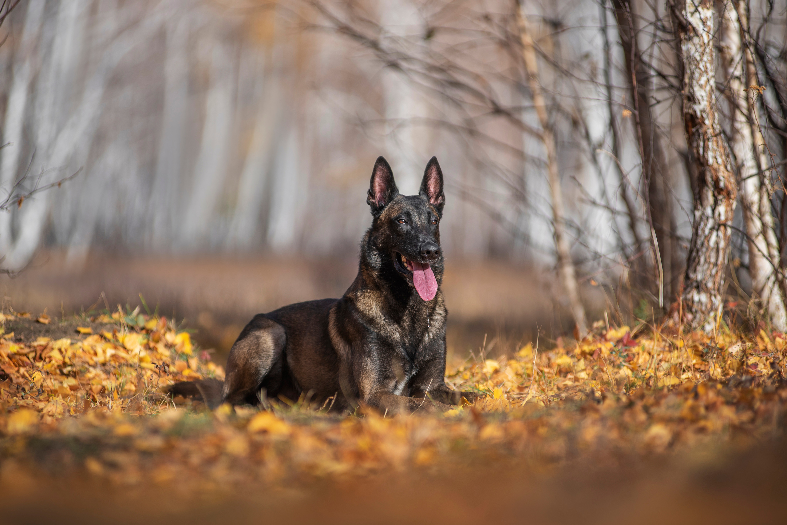 Малинуа Гектор. Дог-фотограф в Тюмени Александра Королева