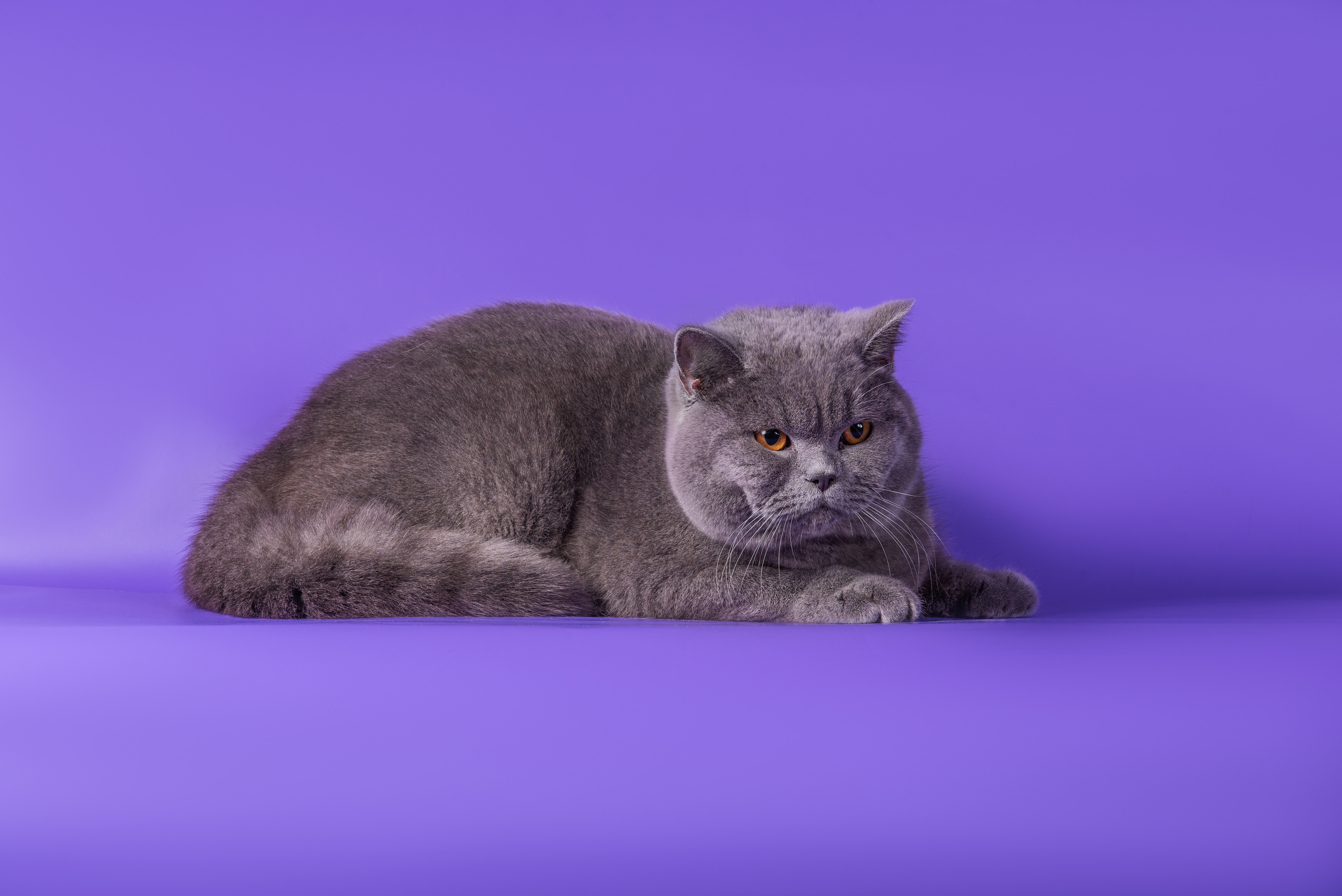 Великолепные шотландцы. Дог-фотограф в Тюмени Александра Королева