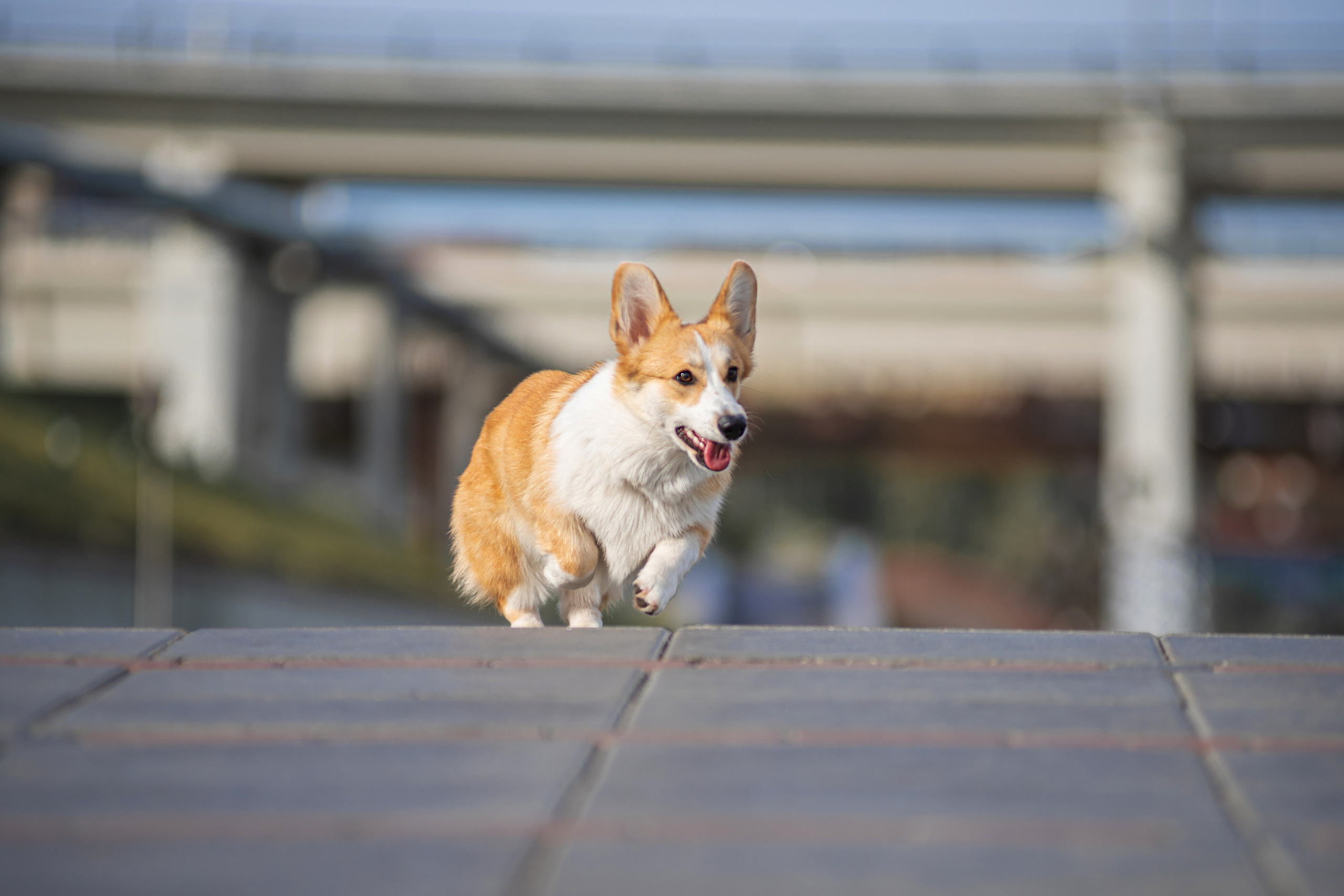Ася и Плюша. Дог-фотограф в Тюмени Александра Королева