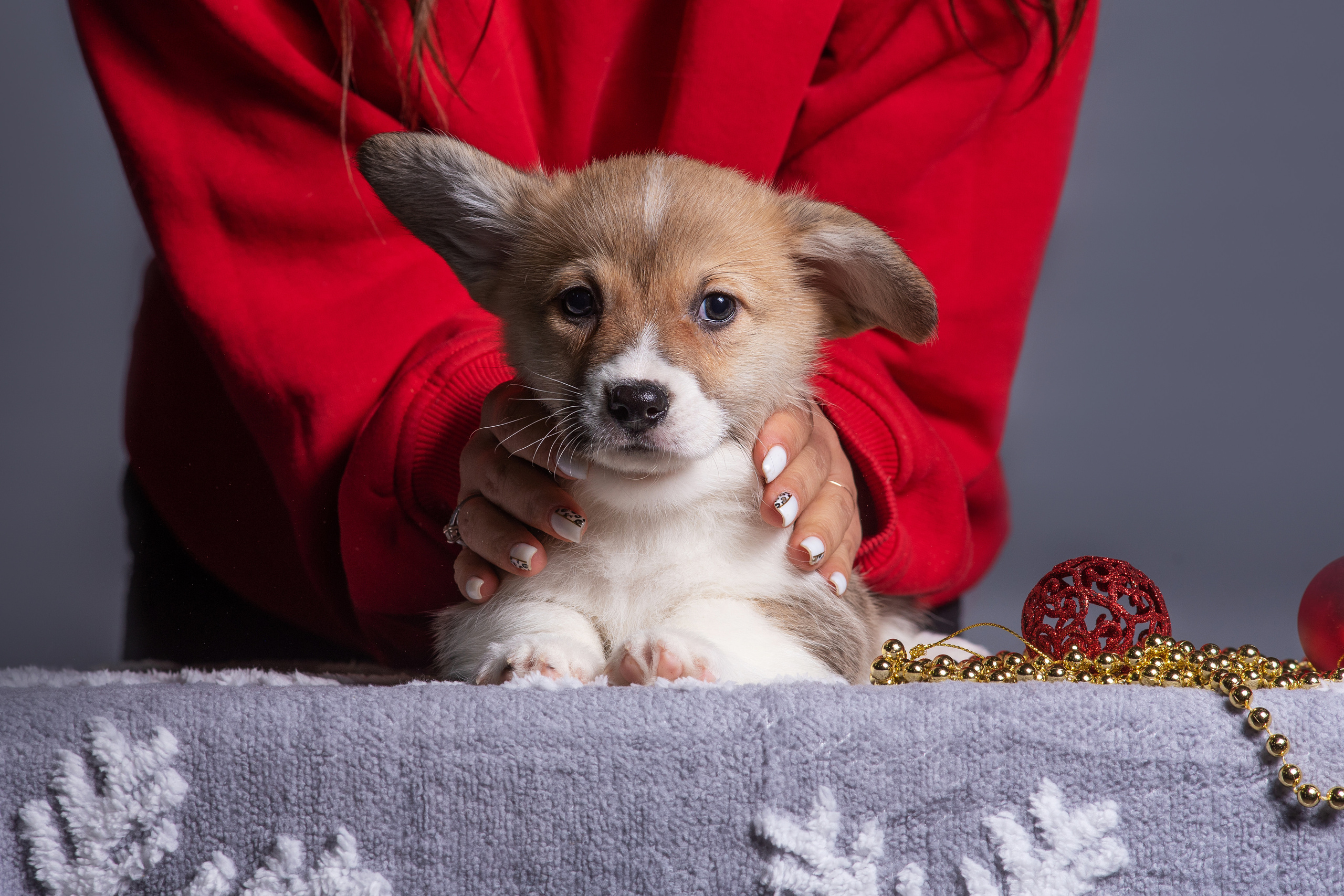 Новогодние коржики с сахарной посыпкой. Дог-фотограф в Тюмени Александра Королева