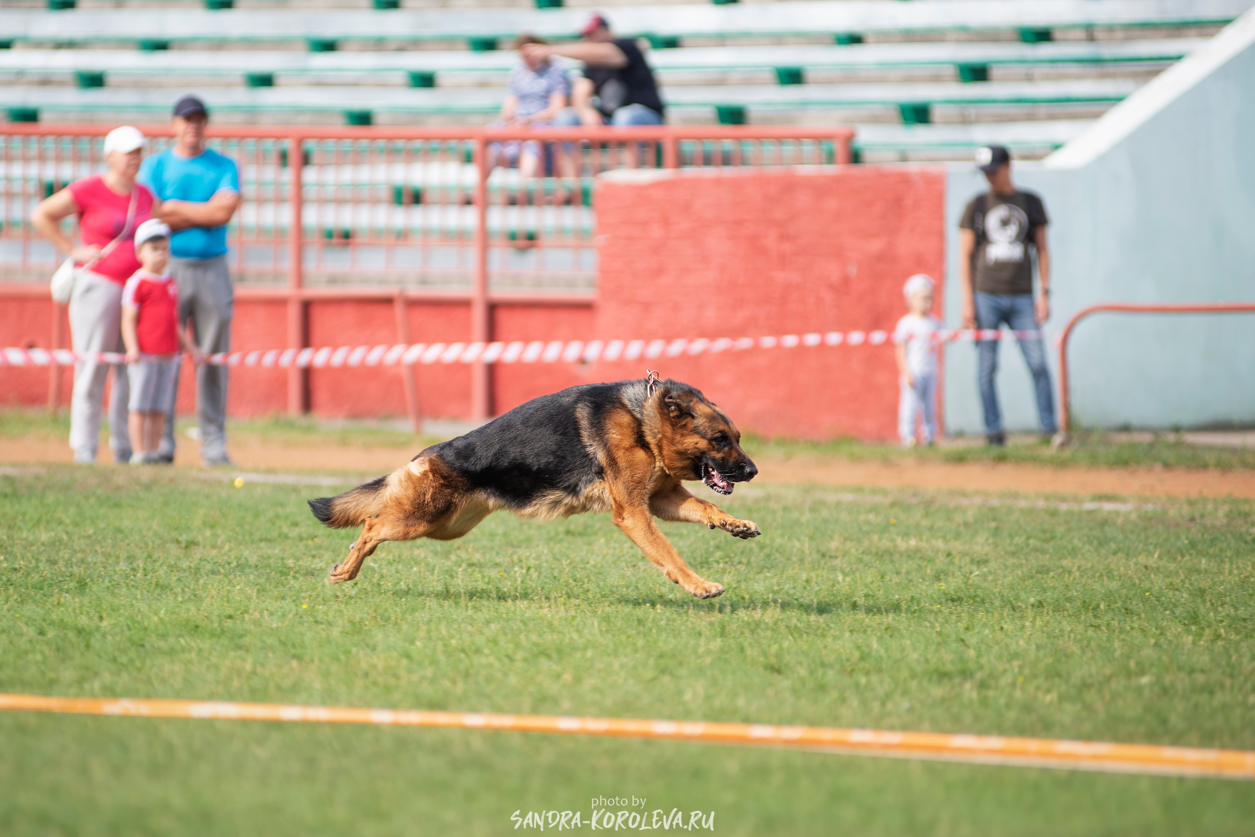 Монопородная выставка немецких овчарок, г. Заречный 2021. Дог-фотограф в Тюмени Александра Королева