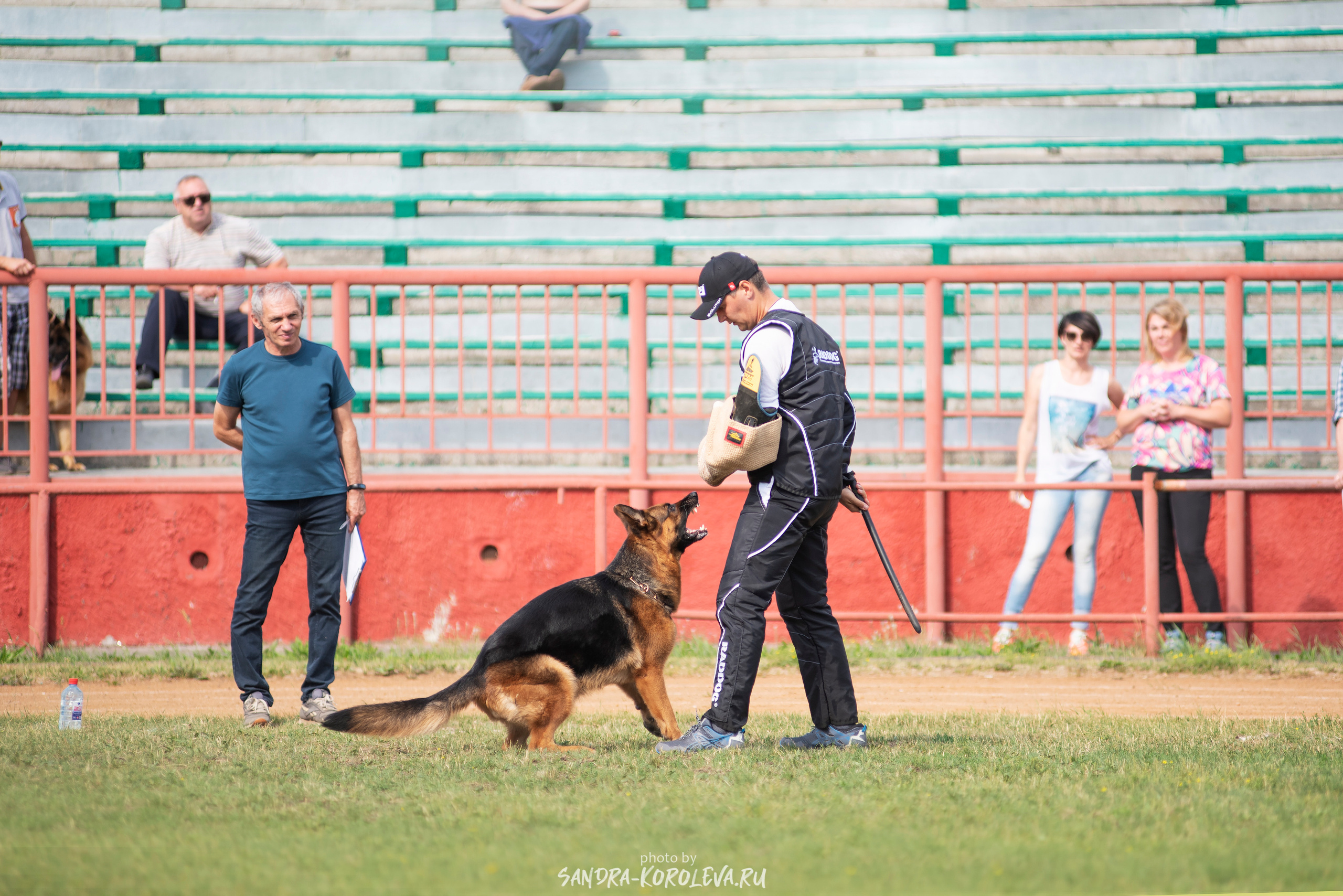 Монопородная выставка немецких овчарок, г. Заречный 2021. Дог-фотограф в Тюмени Александра Королева