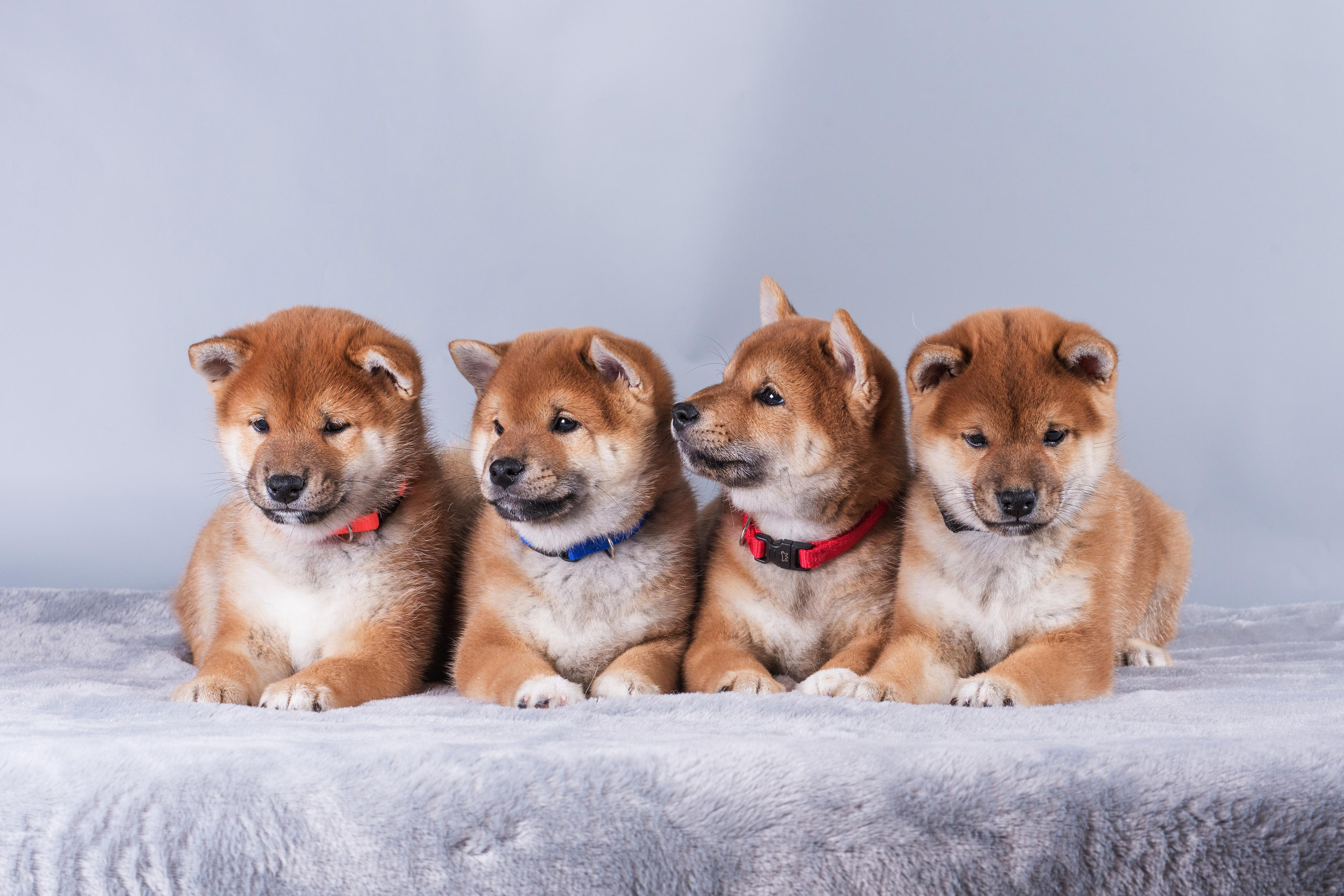 Маленькие сибы. Дог-фотограф в Тюмени Александра Королева