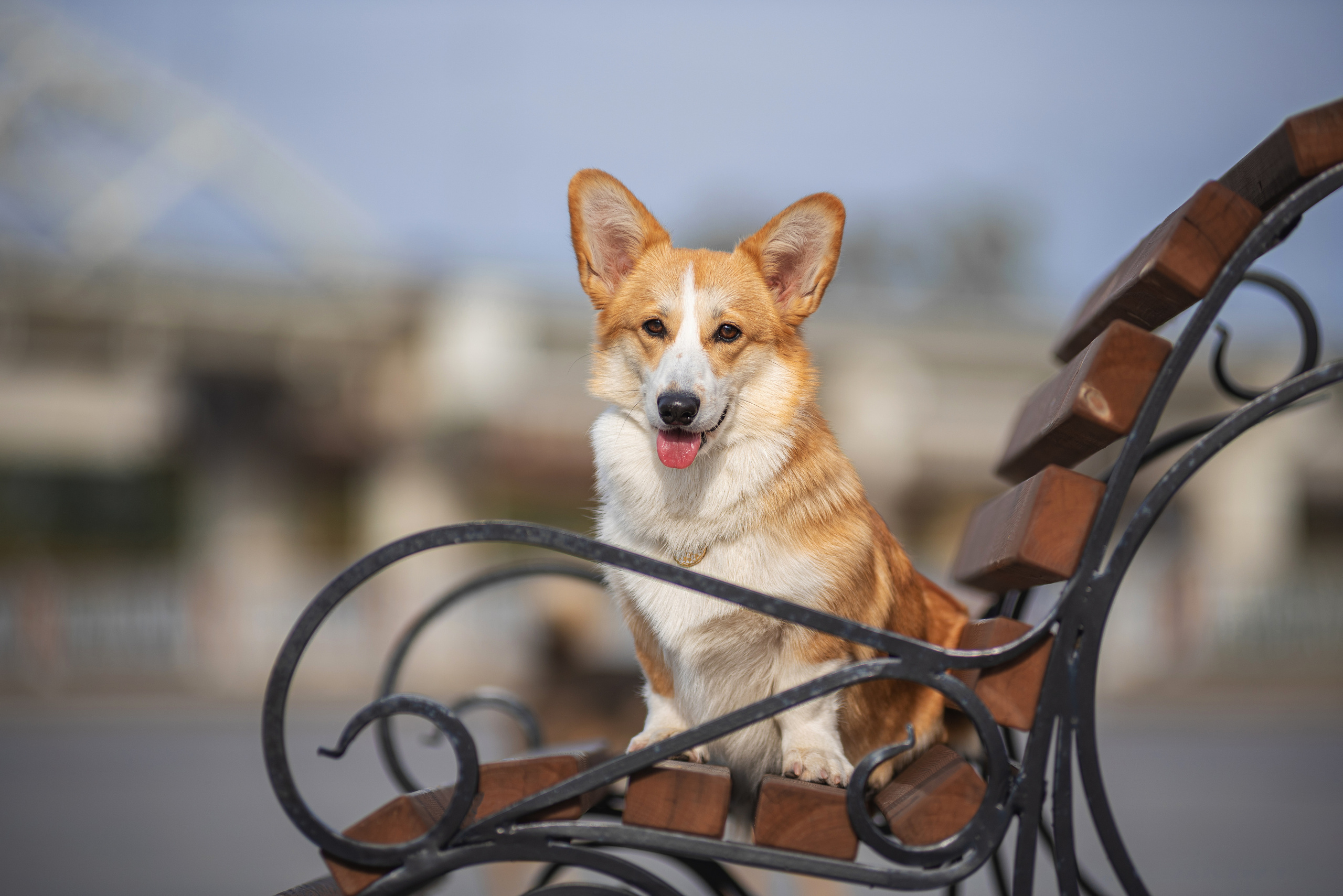 Ася и Плюша. Дог-фотограф в Тюмени Александра Королева