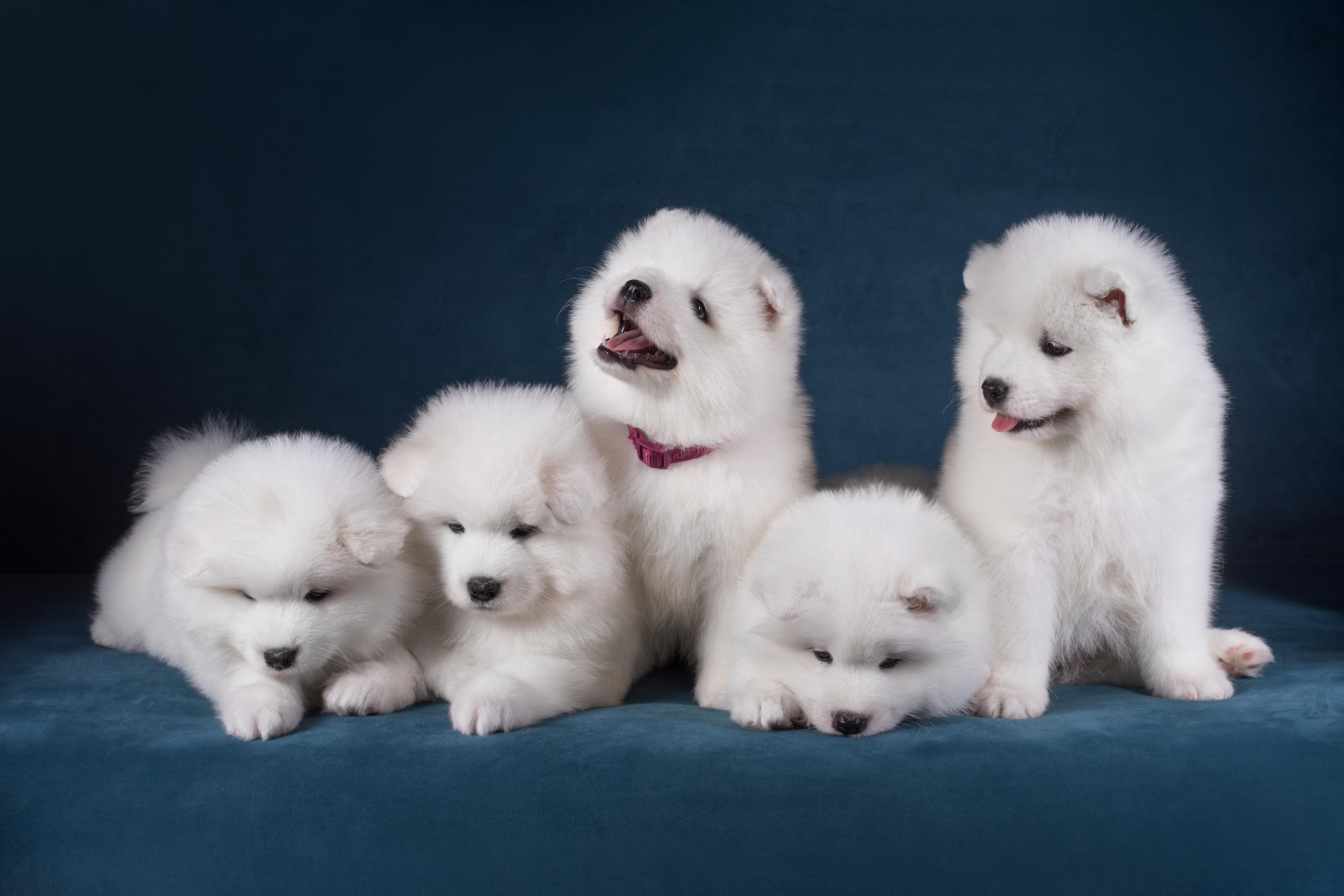 Пушистики самоеды. Дог-фотограф в Тюмени Александра Королева