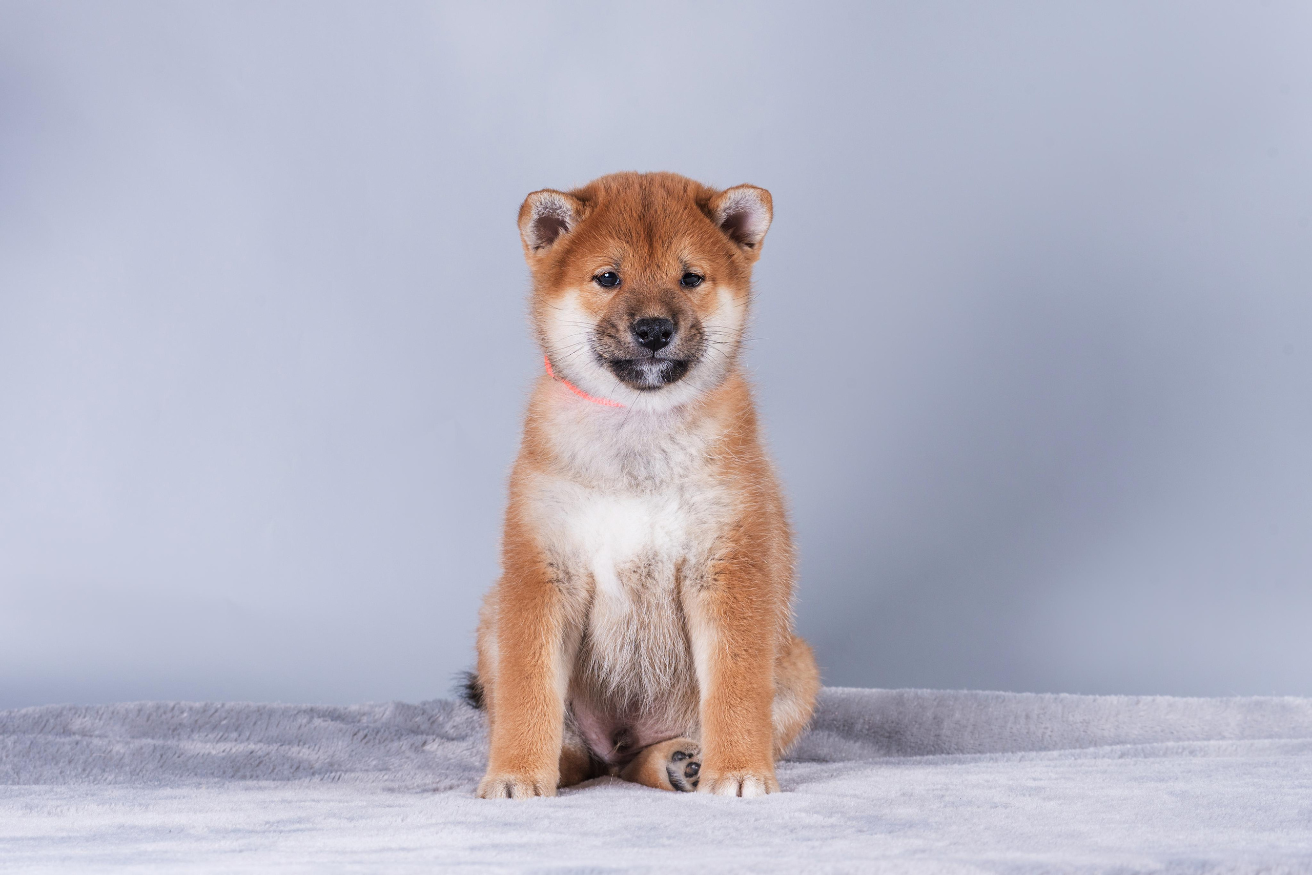 Маленькие сибы. Дог-фотограф в Тюмени Александра Королева