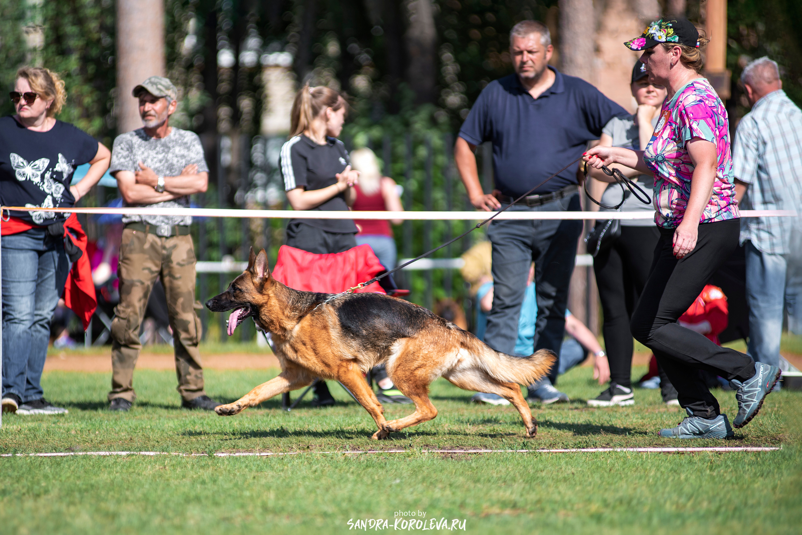 Монопородная выставка немецких овчарок, г. Заречный 2021. Дог-фотограф в Тюмени Александра Королева