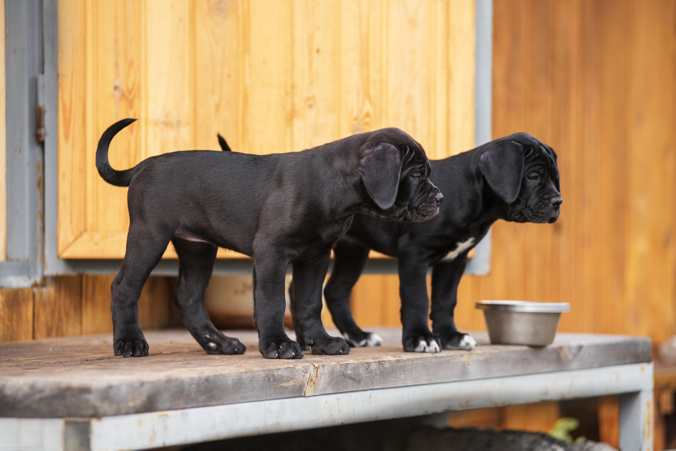 Щенки кане корсо. Дог-фотограф в Тюмени Александра Королева