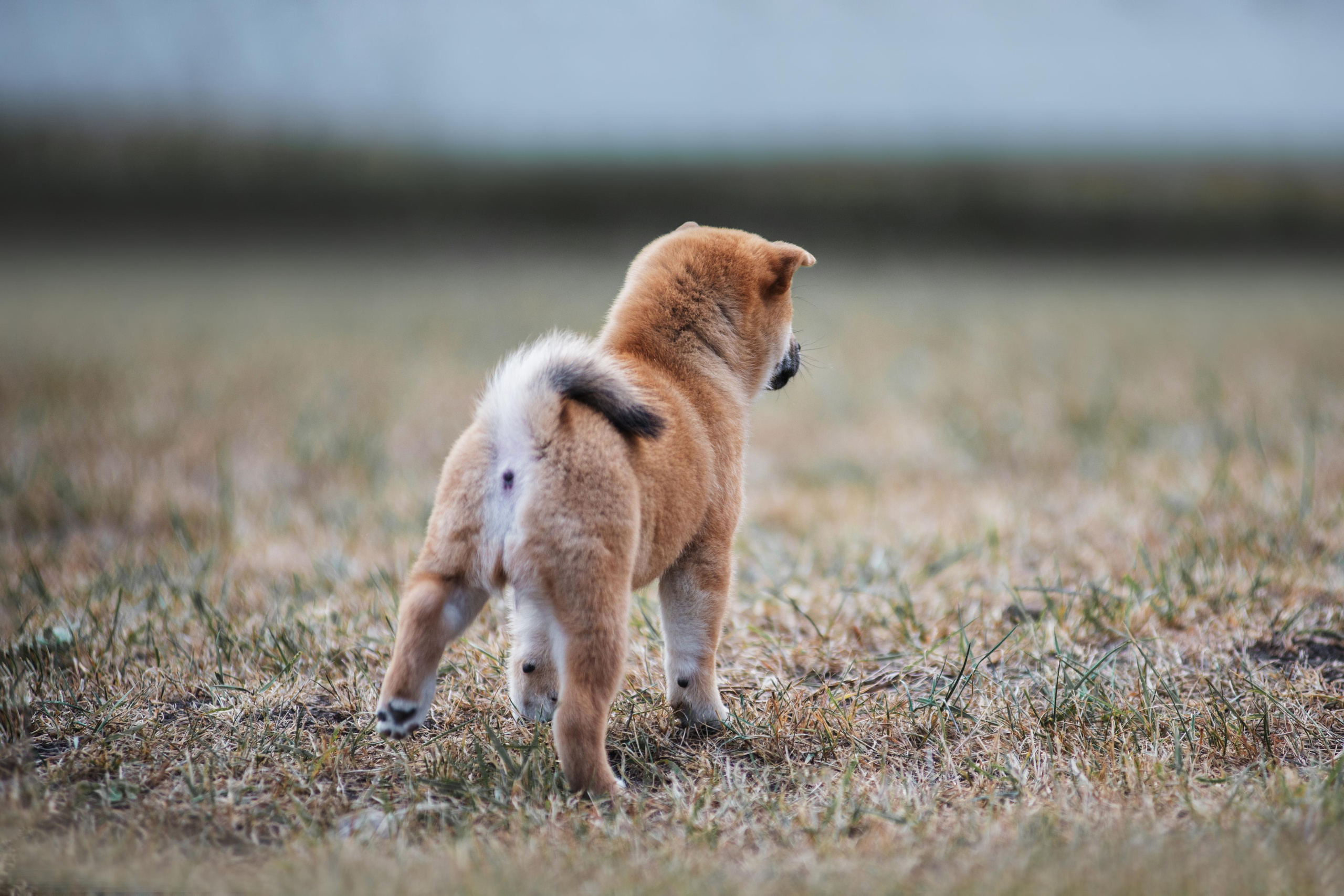 Щеночки Сибы. Дог-фотограф в Тюмени Александра Королева