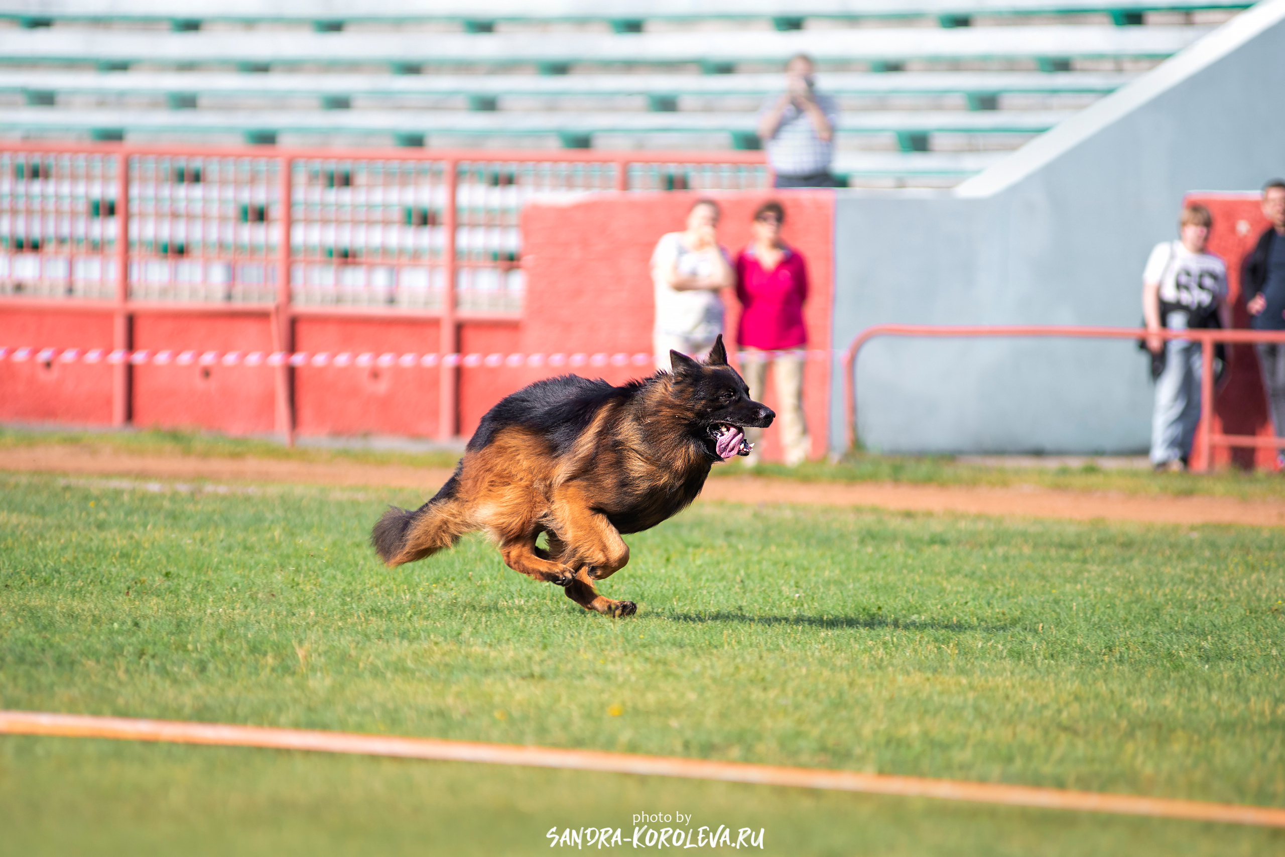 Монопородная выставка немецких овчарок, г. Заречный 2021. Дог-фотограф в Тюмени Александра Королева