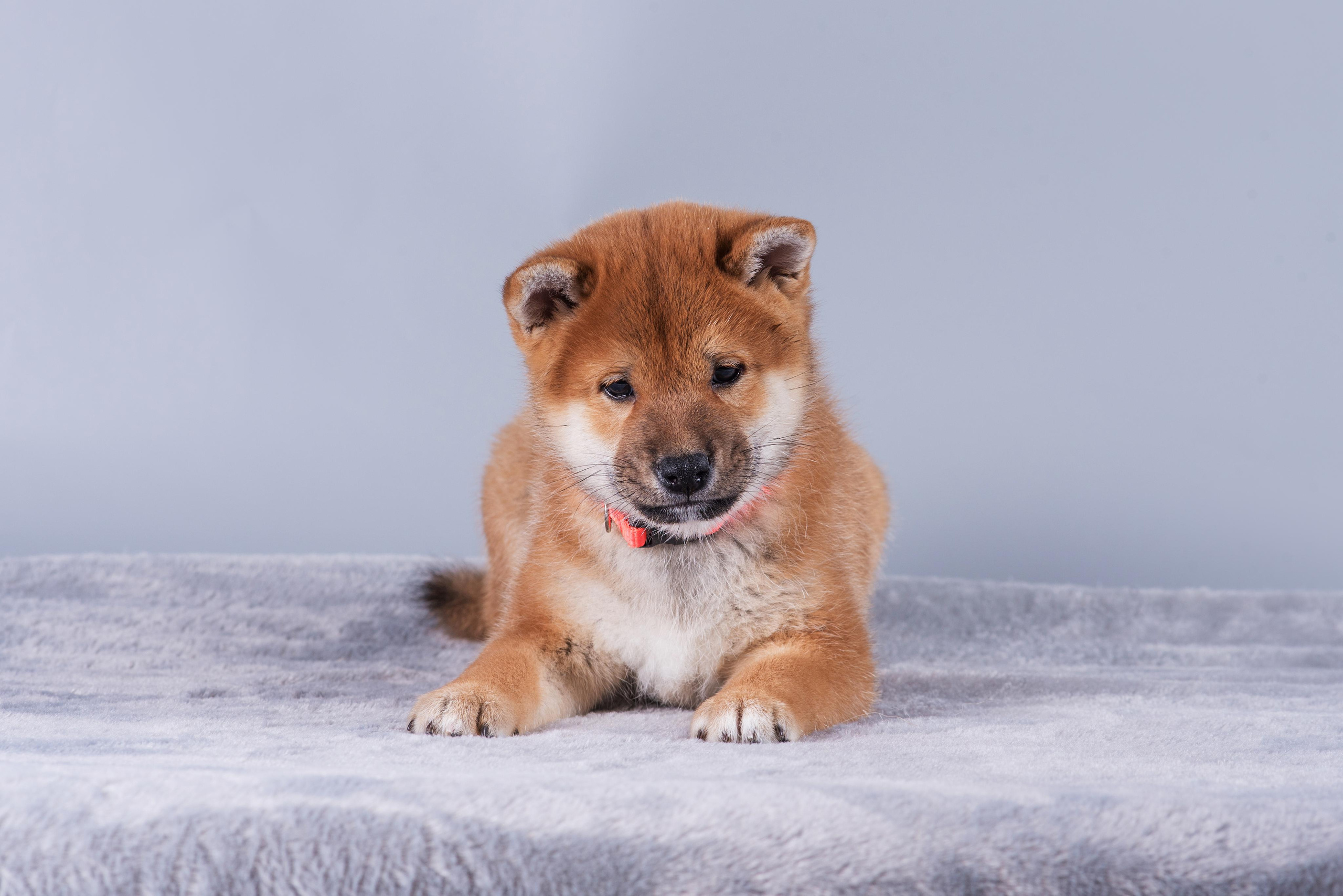 Маленькие сибы. Дог-фотограф в Тюмени Александра Королева
