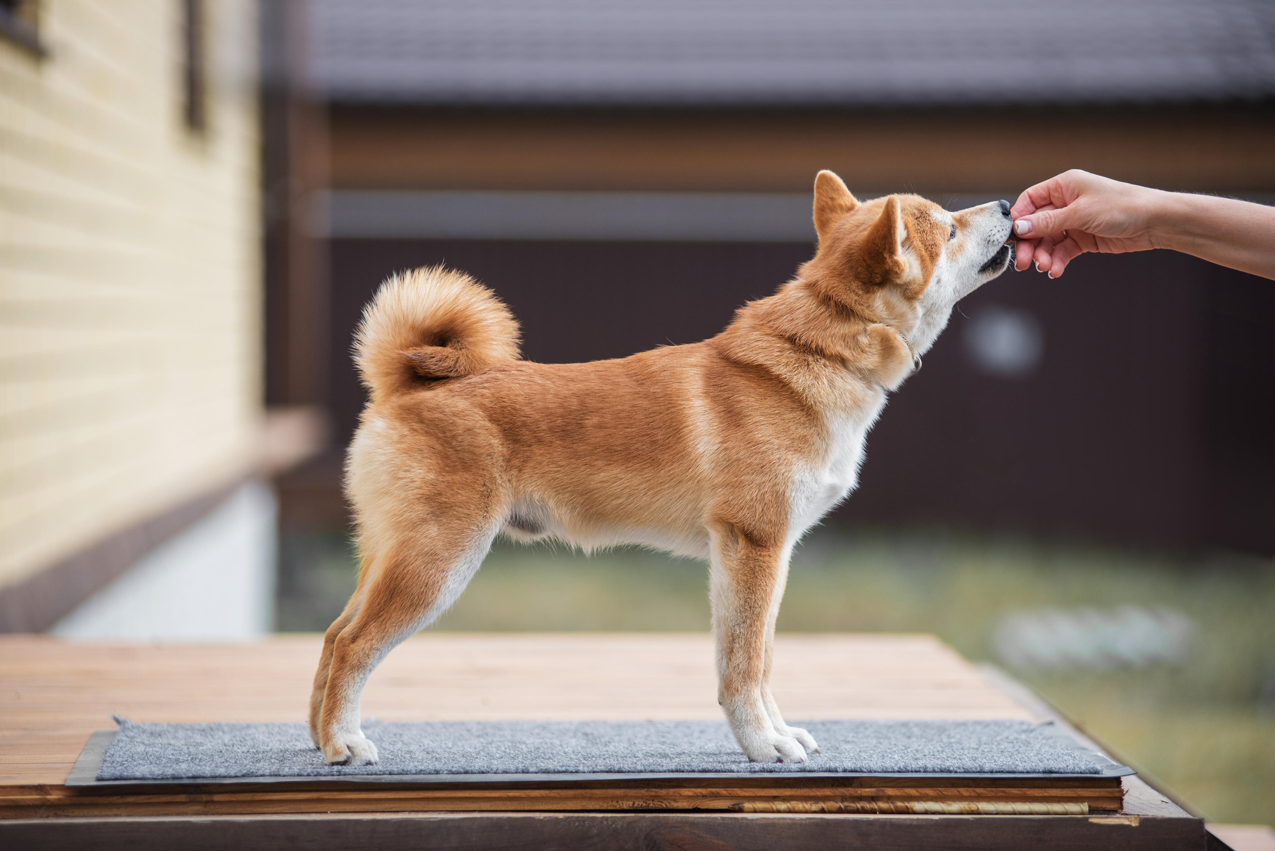 Щеночки Сибы. Дог-фотограф в Тюмени Александра Королева