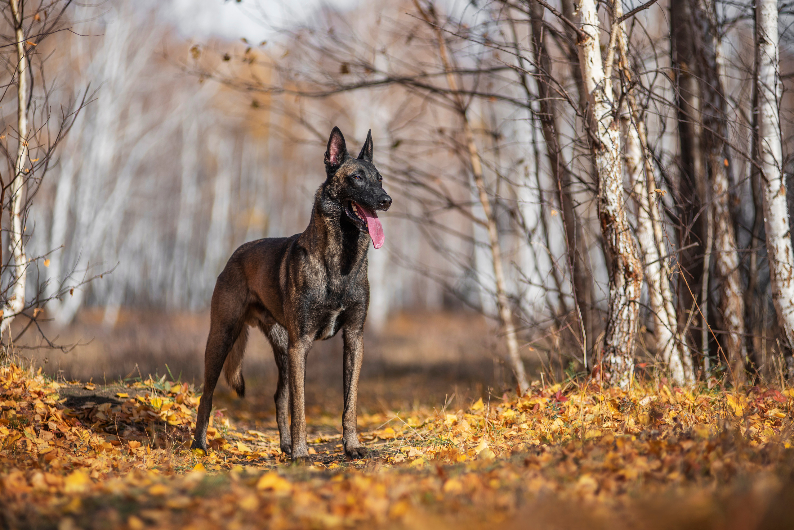 Малинуа Гектор. Дог-фотограф в Тюмени Александра Королева