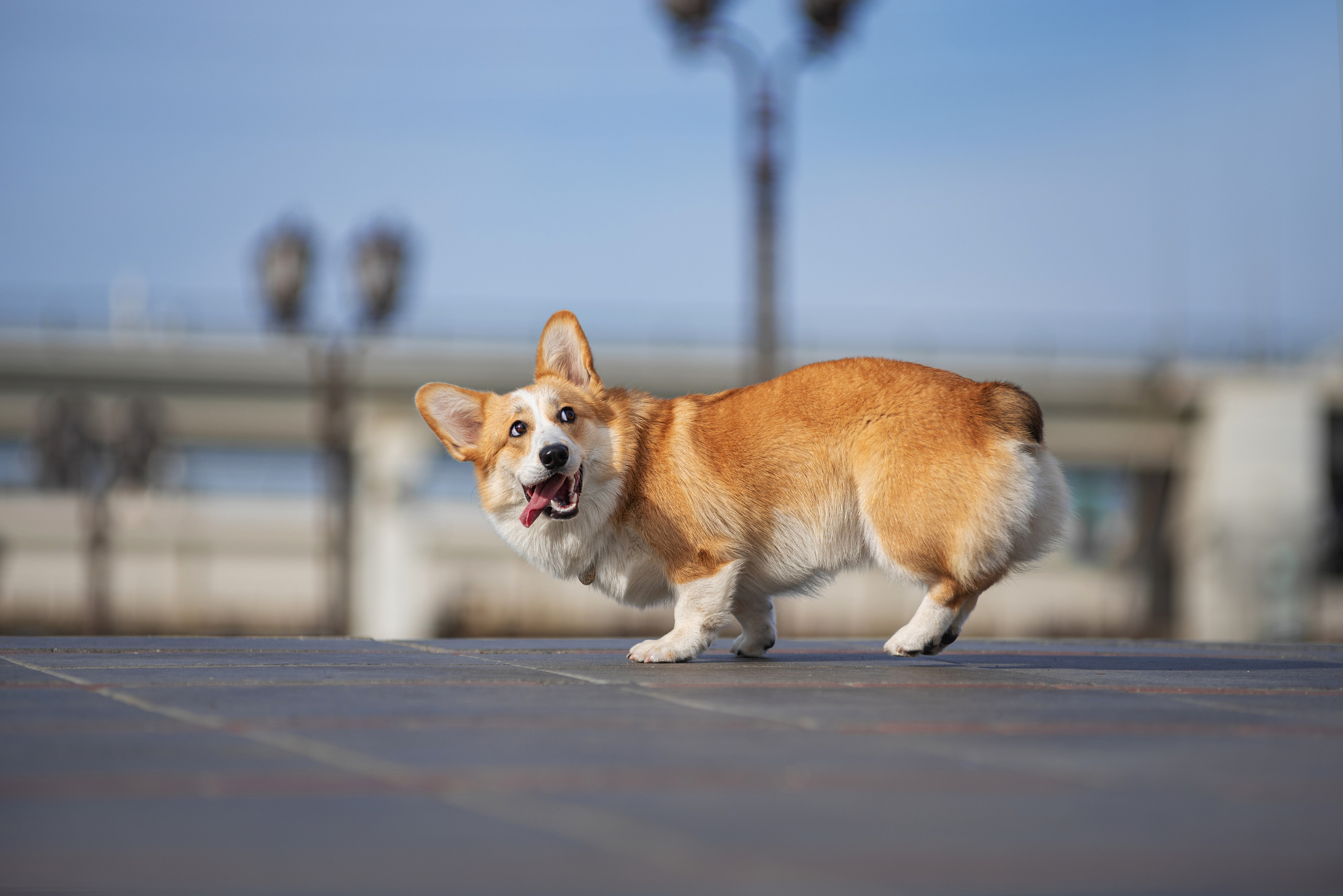 Ася и Плюша. Дог-фотограф в Тюмени Александра Королева