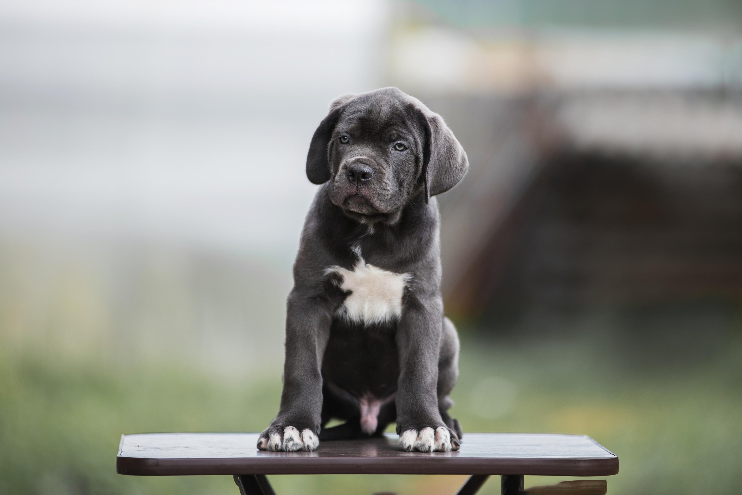 Щенки кане корсо. Дог-фотограф в Тюмени Александра Королева