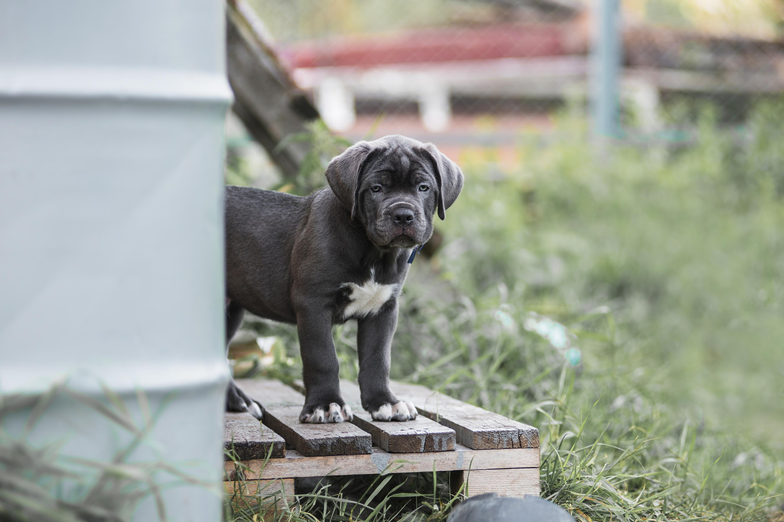 Щенки кане корсо. Дог-фотограф в Тюмени Александра Королева