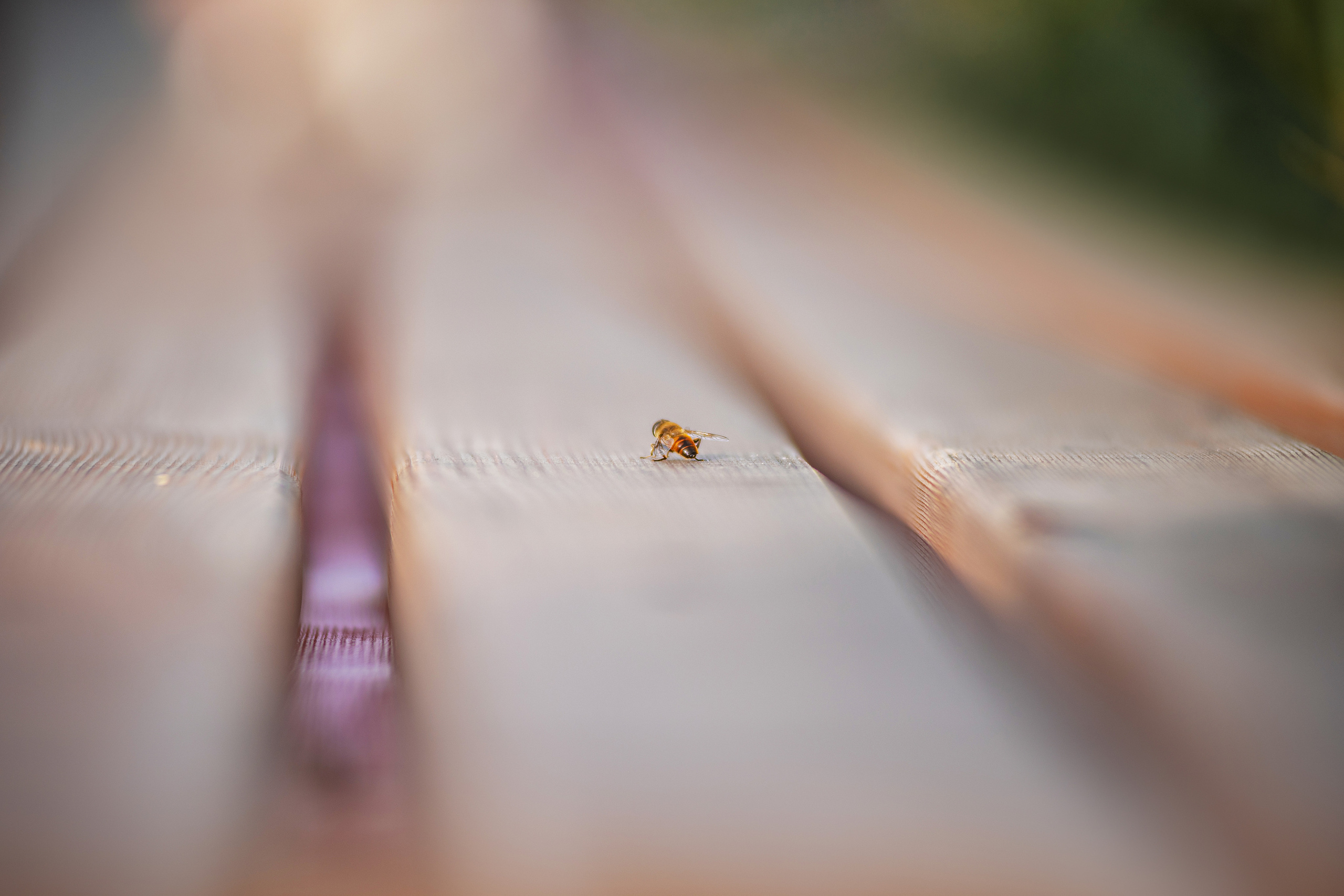 Ася и Плюша. Дог-фотограф в Тюмени Александра Королева