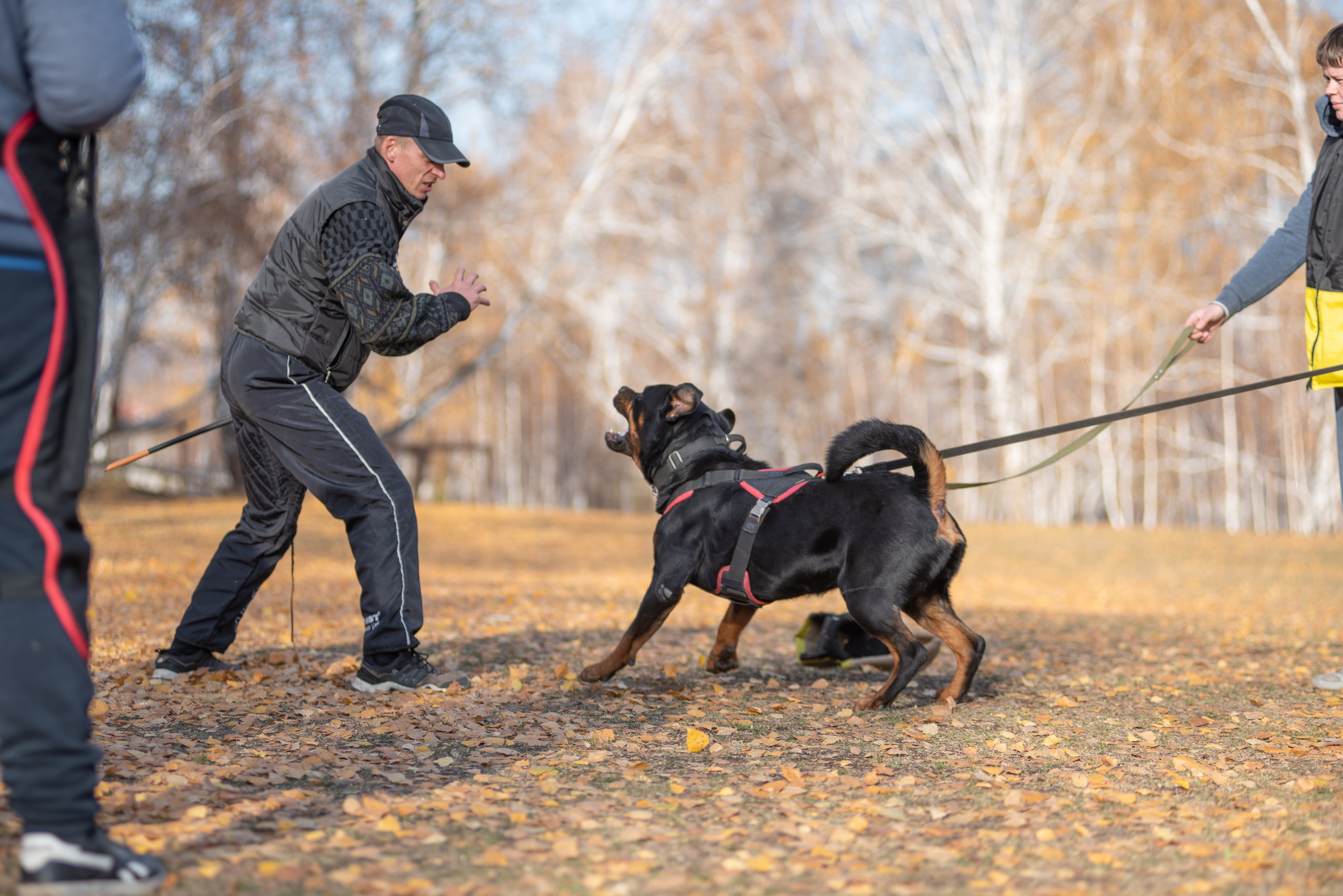 RUSSIAN HELPERS SCHOOL. Магнитогорск октябрь 2021. Дог-фотограф в Тюмени Александра Королева