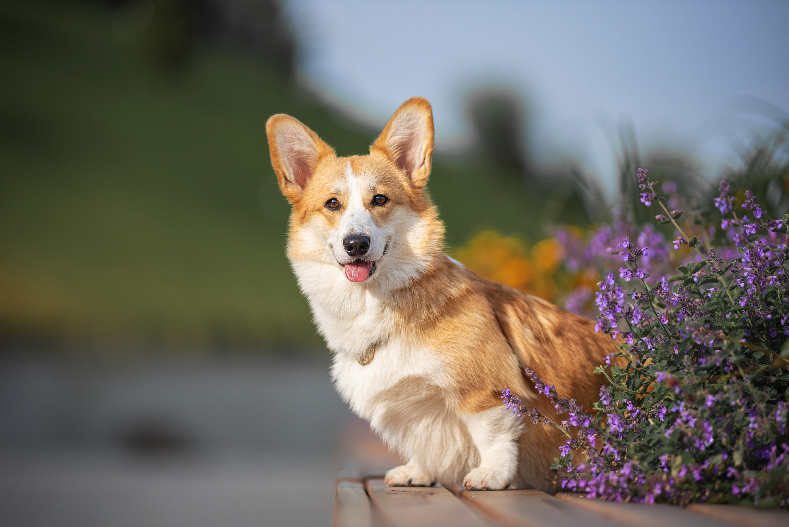Ася и Плюша. Дог-фотограф в Тюмени Александра Королева