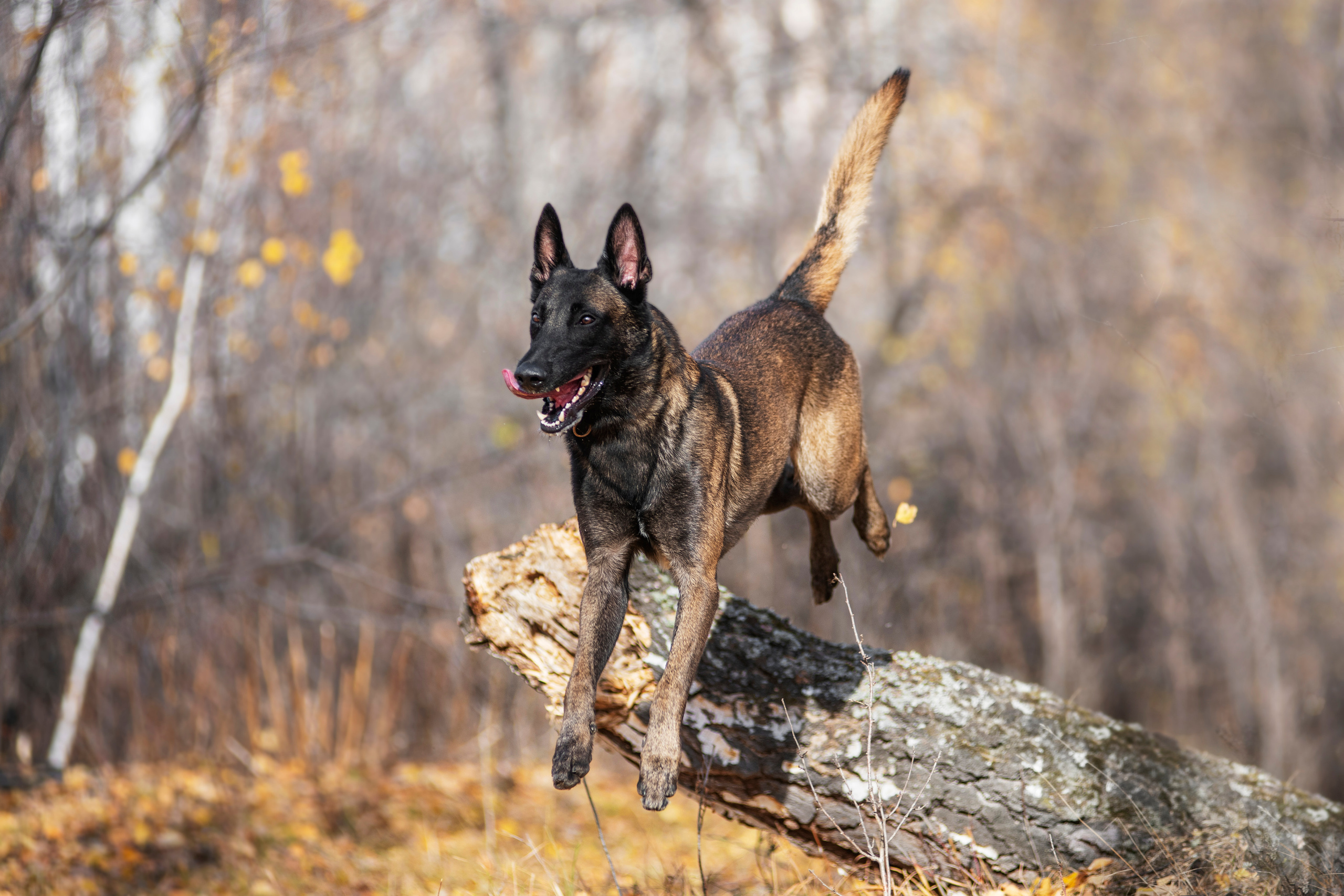 Малинуа Гектор. Дог-фотограф в Тюмени Александра Королева