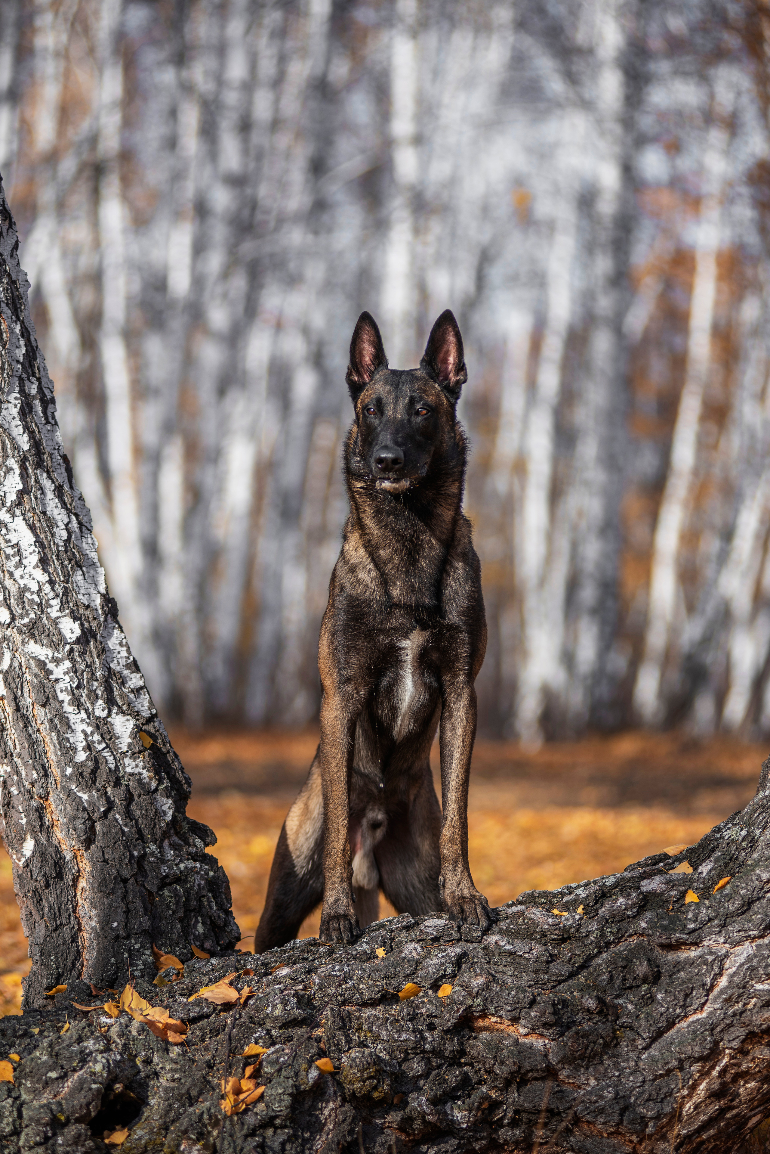 Малинуа Гектор. Дог-фотограф в Тюмени Александра Королева
