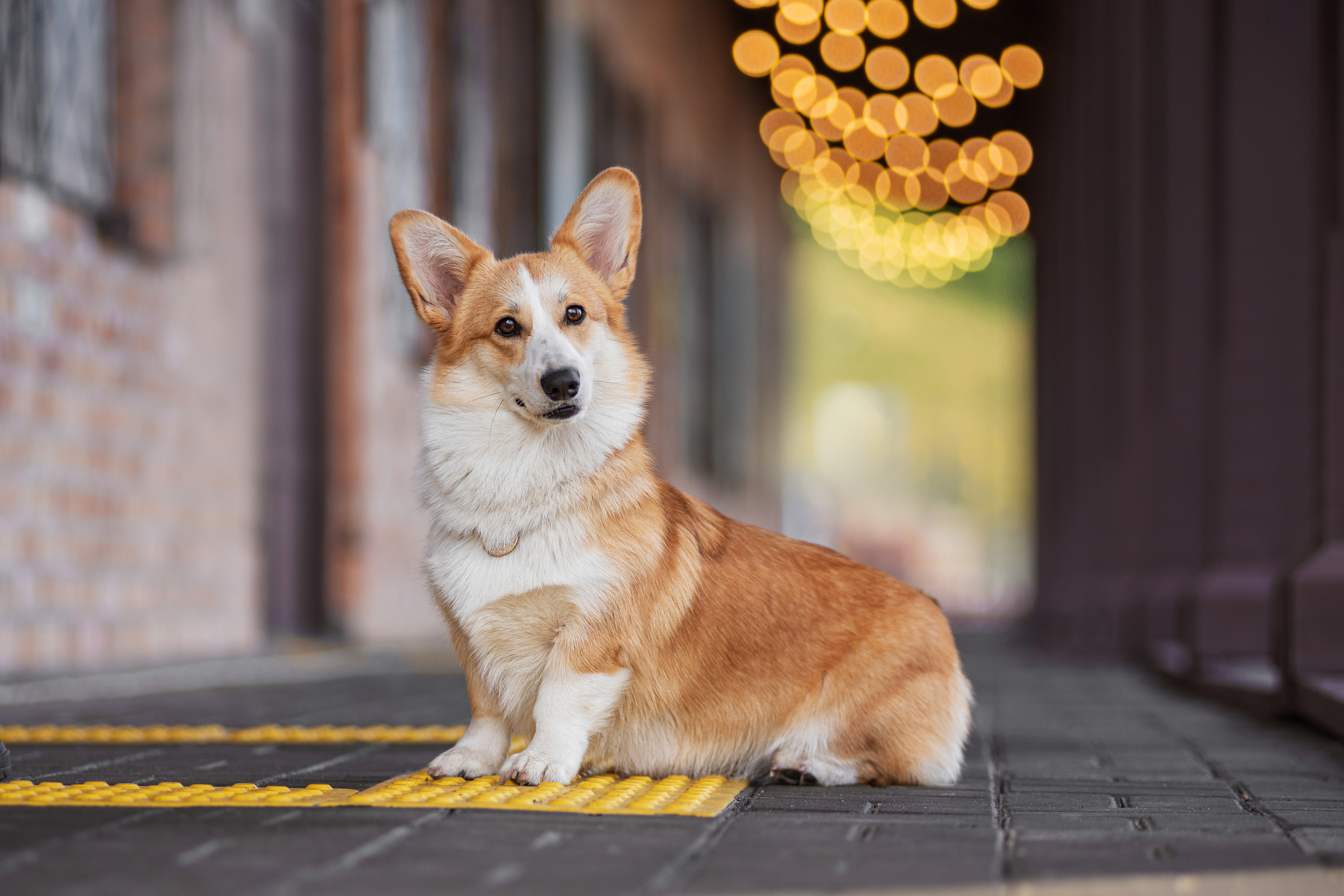 Ася и Плюша. Дог-фотограф в Тюмени Александра Королева