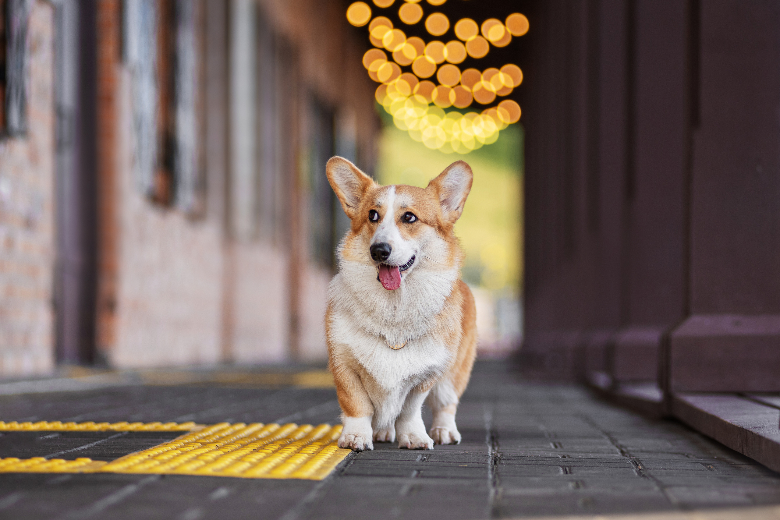 Ася и Плюша. Дог-фотограф в Тюмени Александра Королева