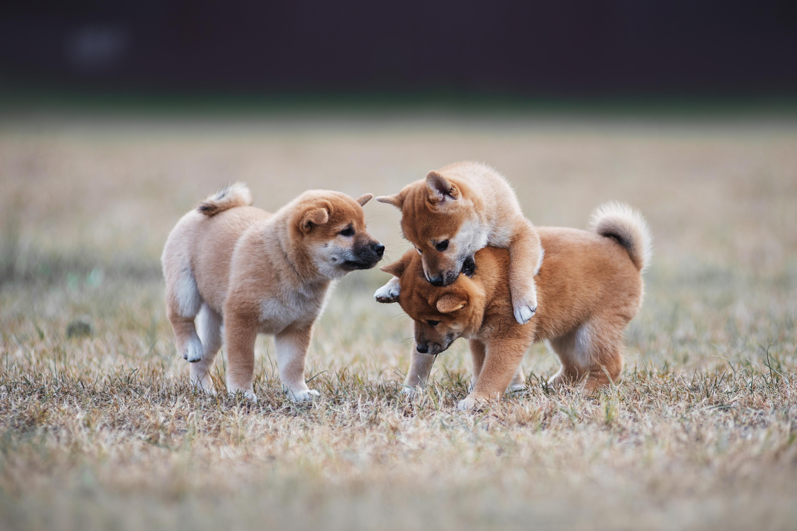 Щеночки Сибы. Дог-фотограф в Тюмени Александра Королева