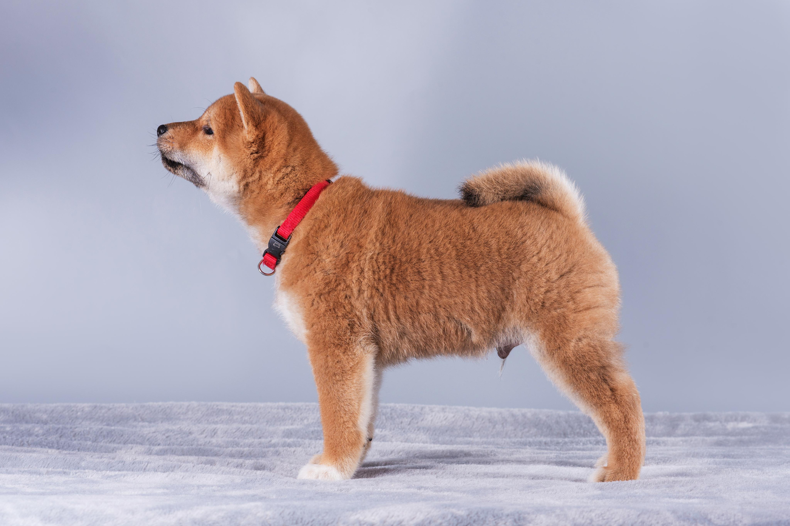 Маленькие сибы. Дог-фотограф в Тюмени Александра Королева