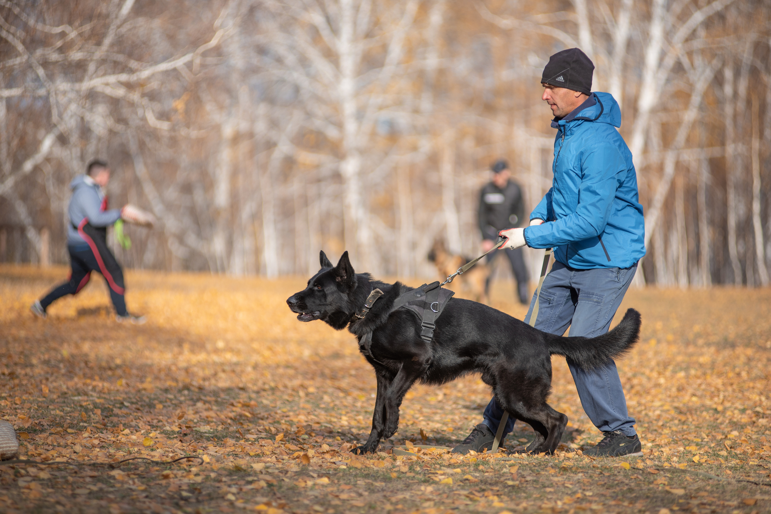 RUSSIAN HELPERS SCHOOL. Магнитогорск октябрь 2021. Дог-фотограф в Тюмени Александра Королева