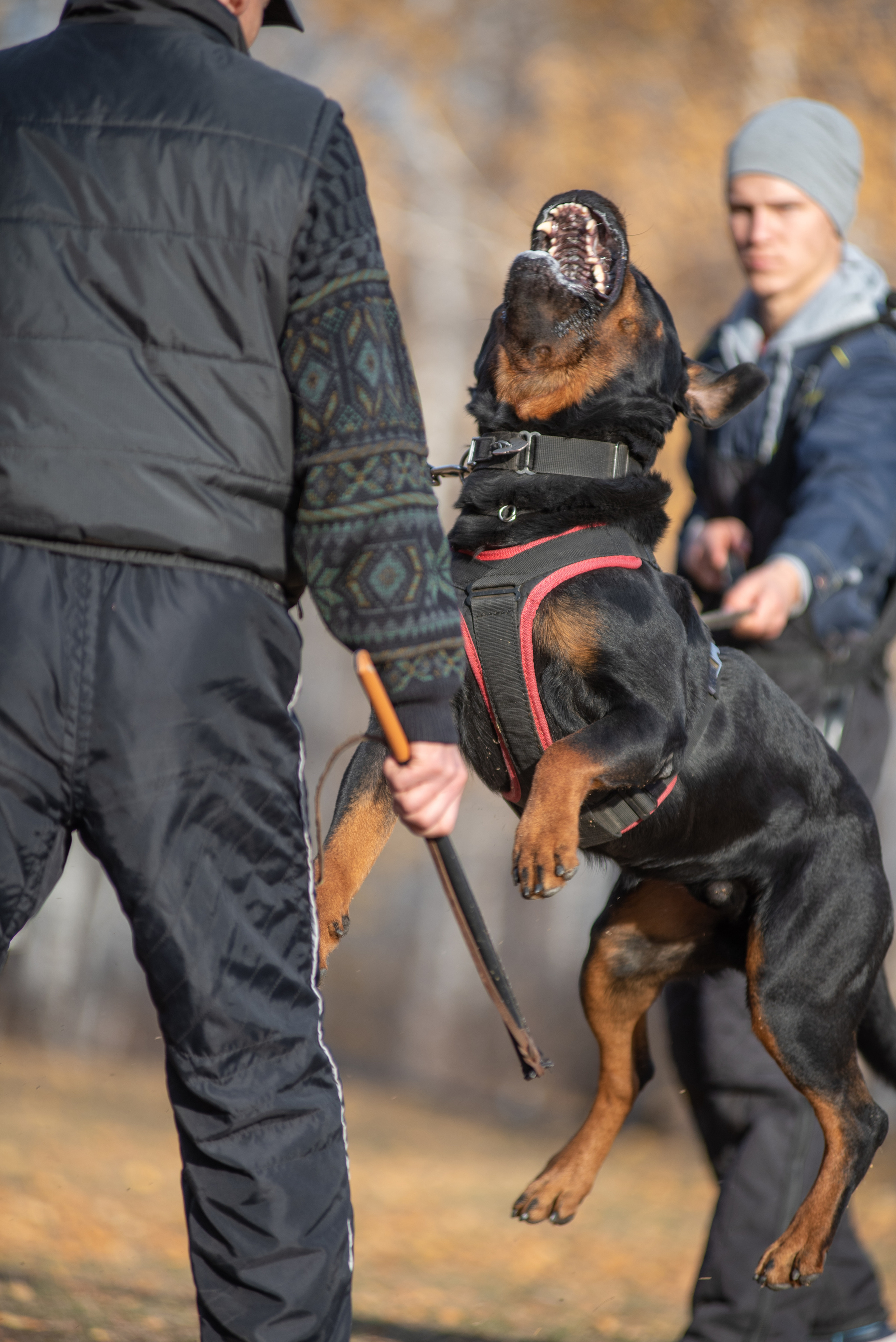 RUSSIAN HELPERS SCHOOL. Магнитогорск октябрь 2021. Дог-фотограф в Тюмени Александра Королева