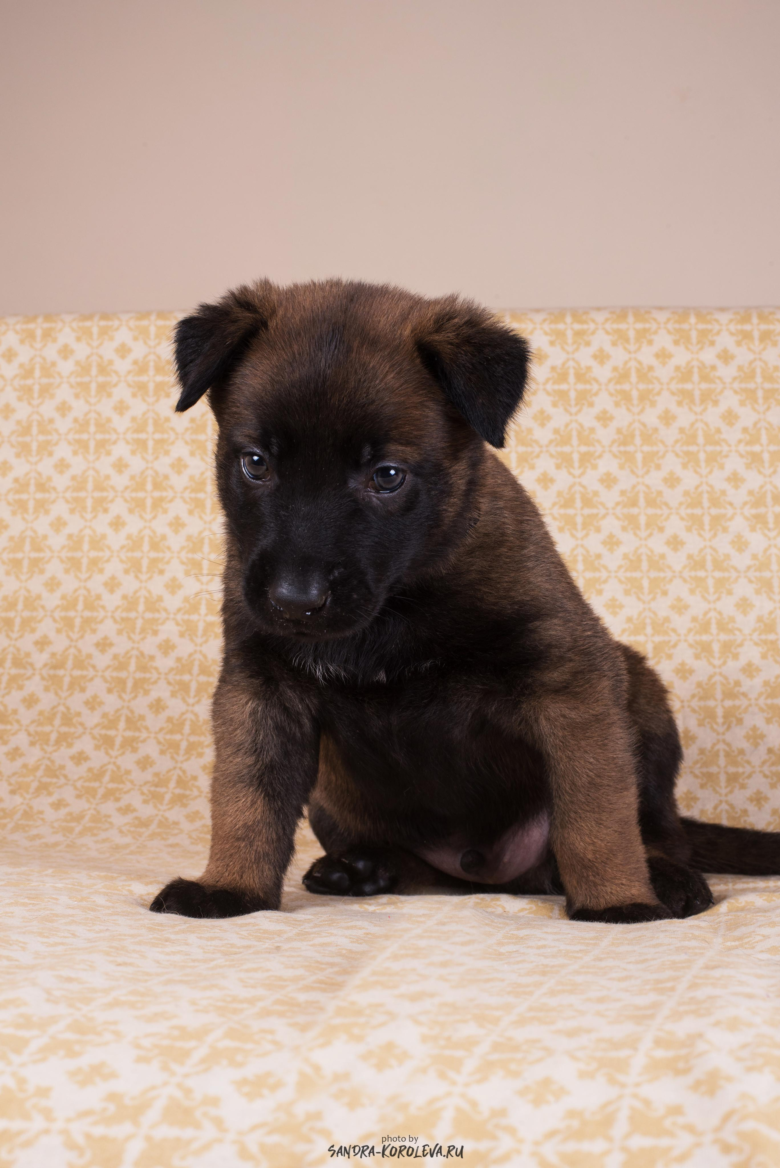 Малинойсы. Дог-фотограф в Тюмени Александра Королева