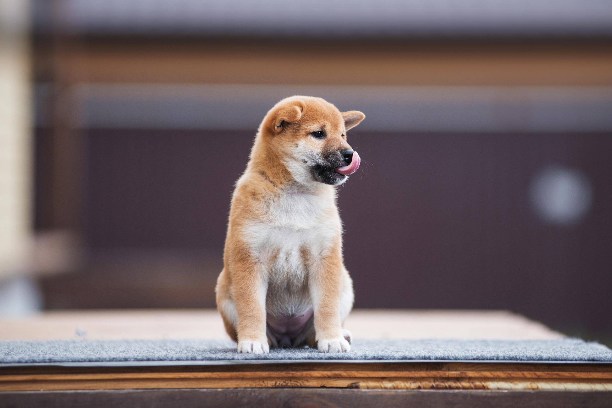 Щеночки Сибы. Дог-фотограф в Тюмени Александра Королева