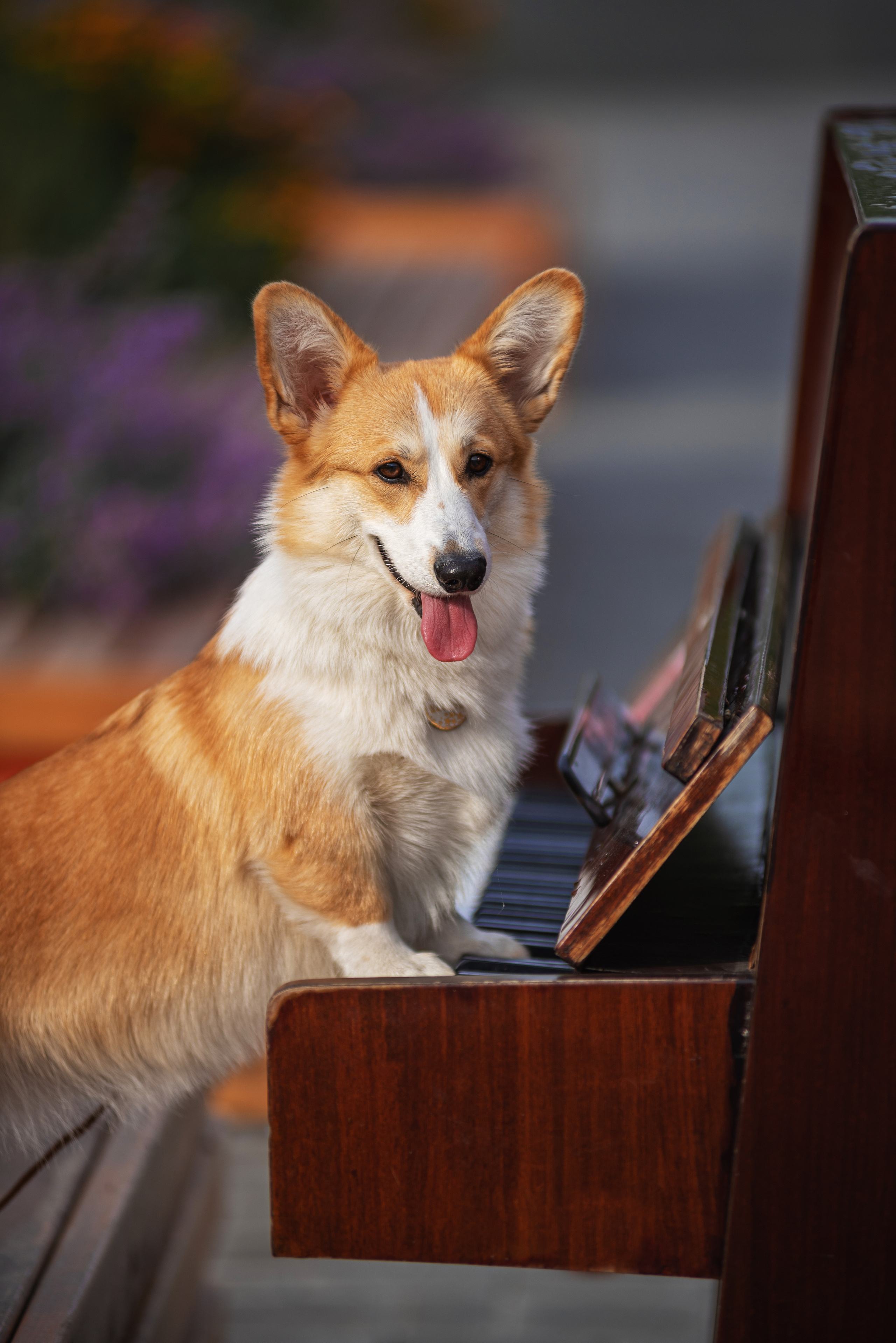 Ася и Плюша. Дог-фотограф в Тюмени Александра Королева