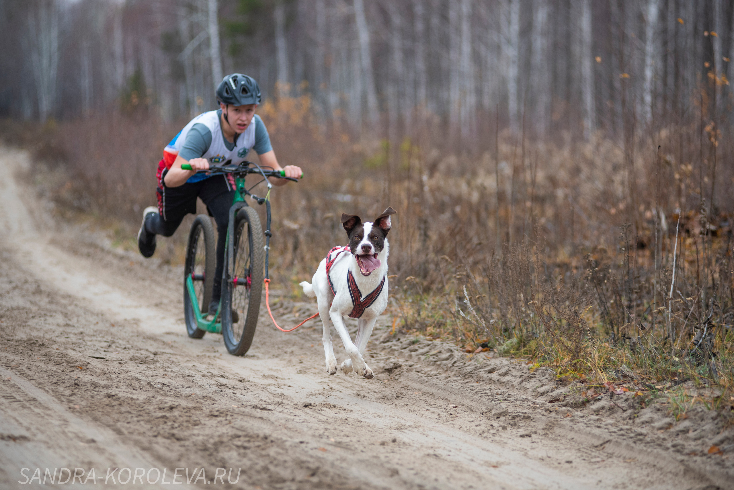 Спринт-гонка «Закрытие сезона» 24.10.2021. Дог-фотограф в Тюмени Александра Королева
