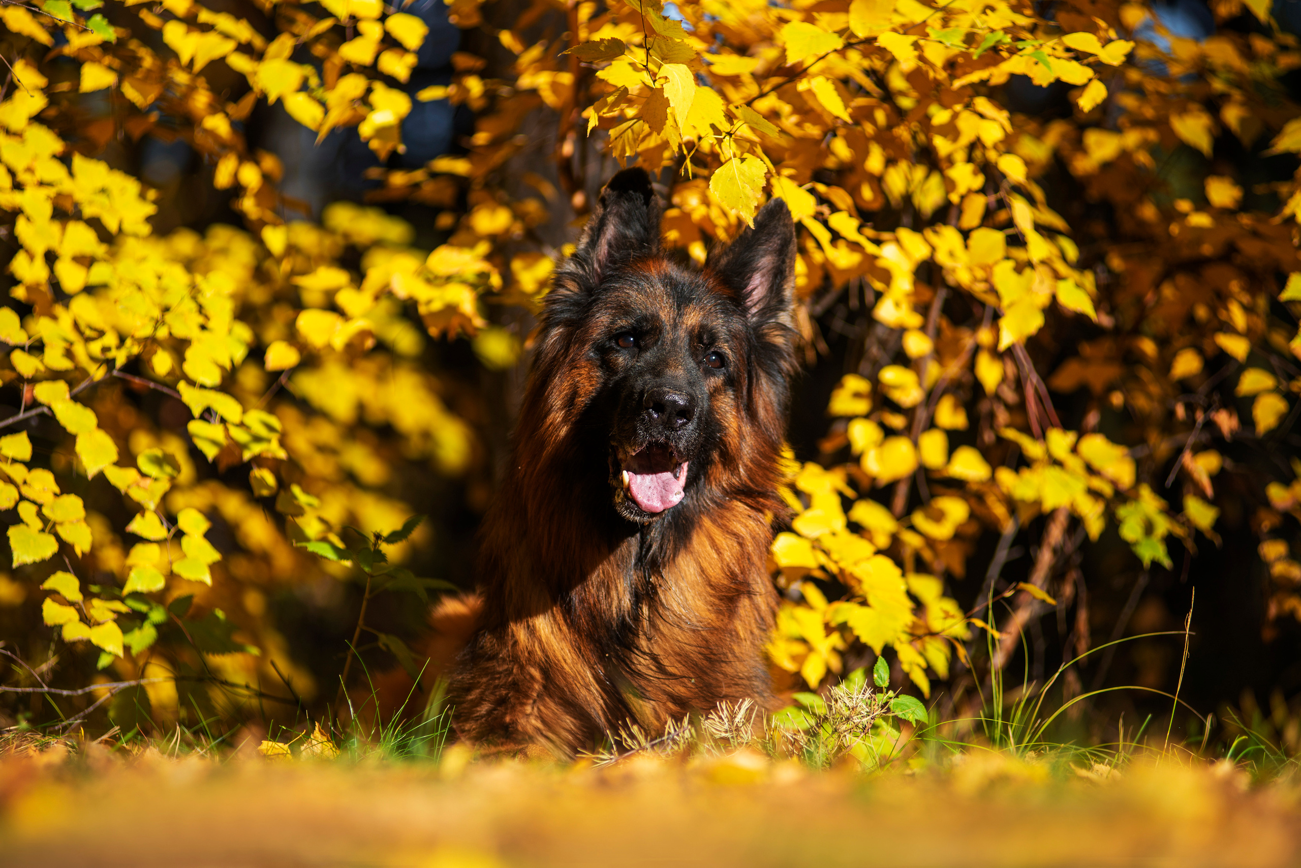 Полина и ее питомцы. Дог-фотограф в Тюмени Александра Королева