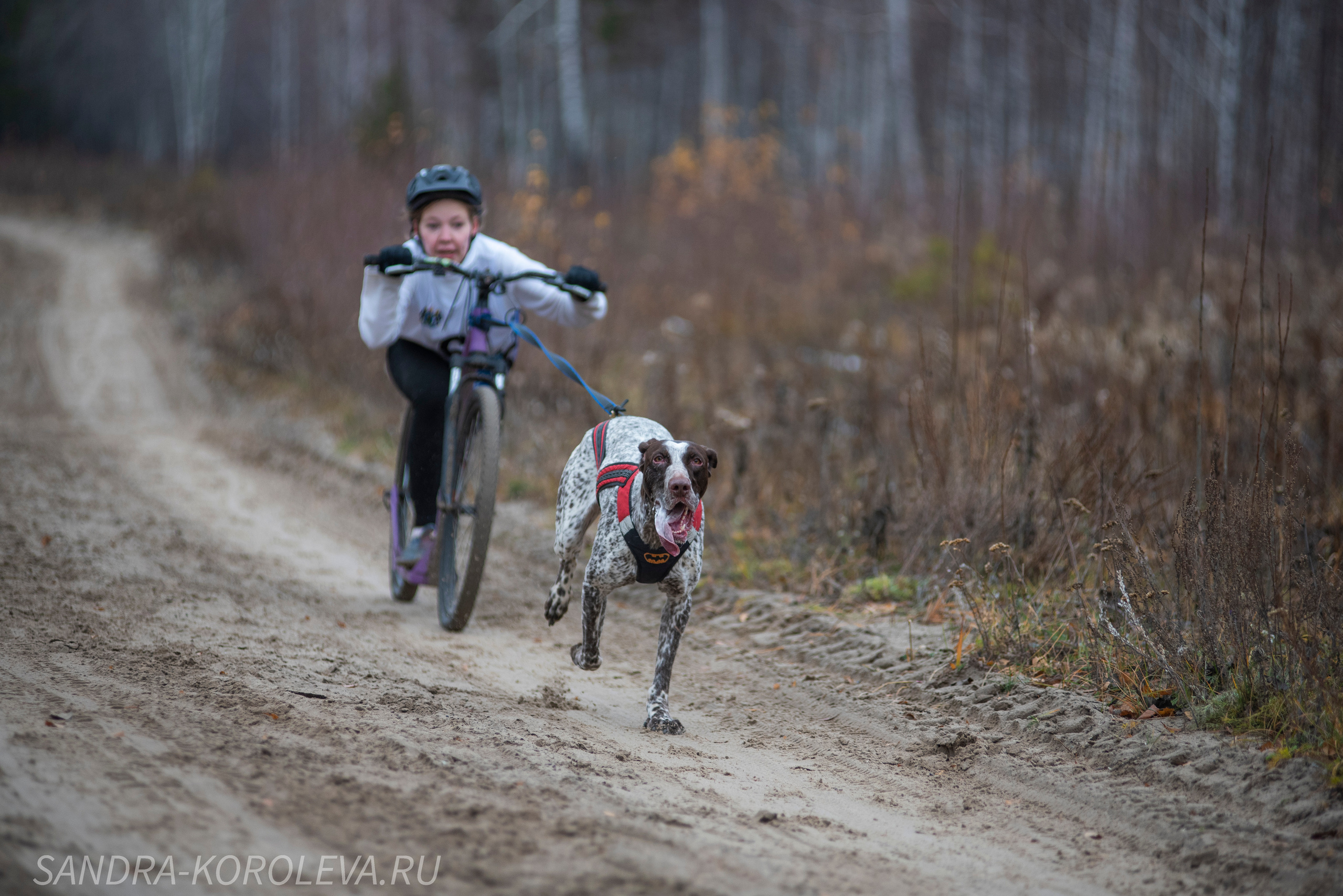 Спринт-гонка «Закрытие сезона» 24.10.2021. Дог-фотограф в Тюмени Александра Королева
