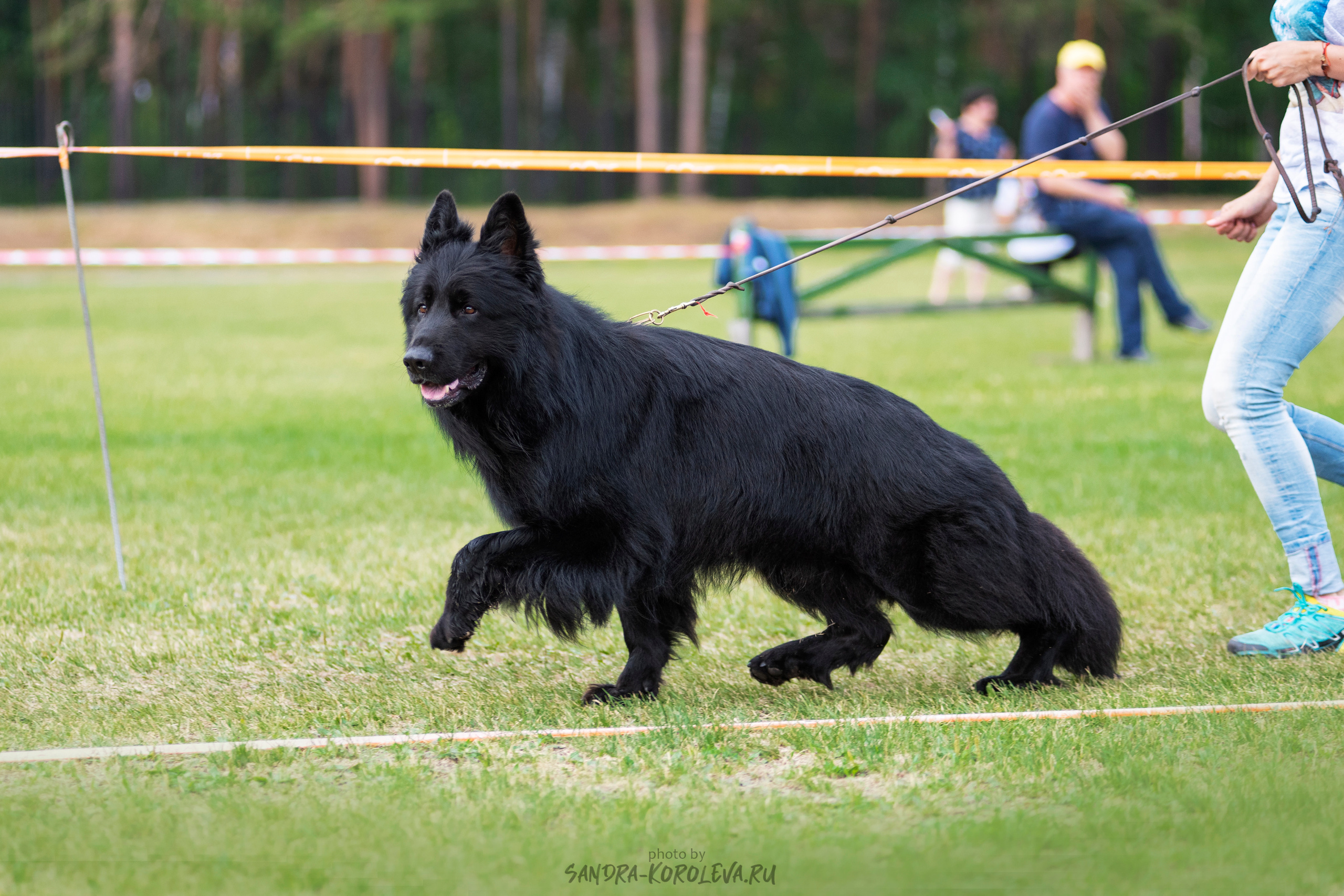 Монопородная выставка немецких овчарок, г. Заречный 2021. Дог-фотограф в Тюмени Александра Королева