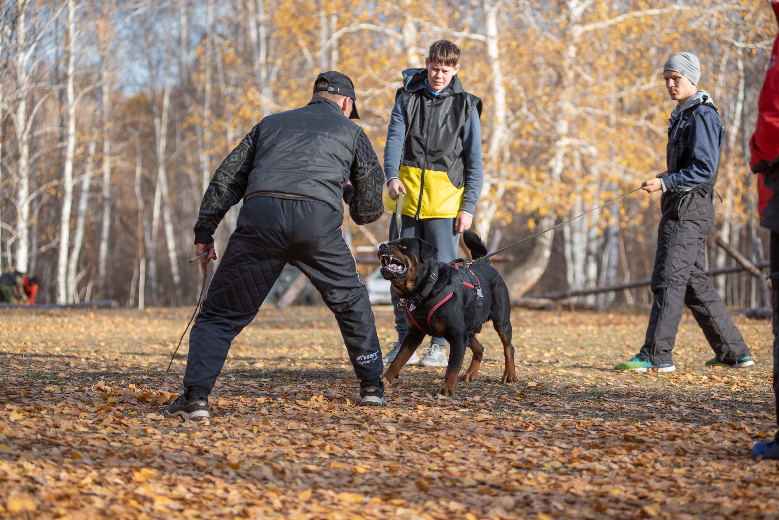 RUSSIAN HELPERS SCHOOL. Магнитогорск октябрь 2021. Дог-фотограф в Тюмени Александра Королева