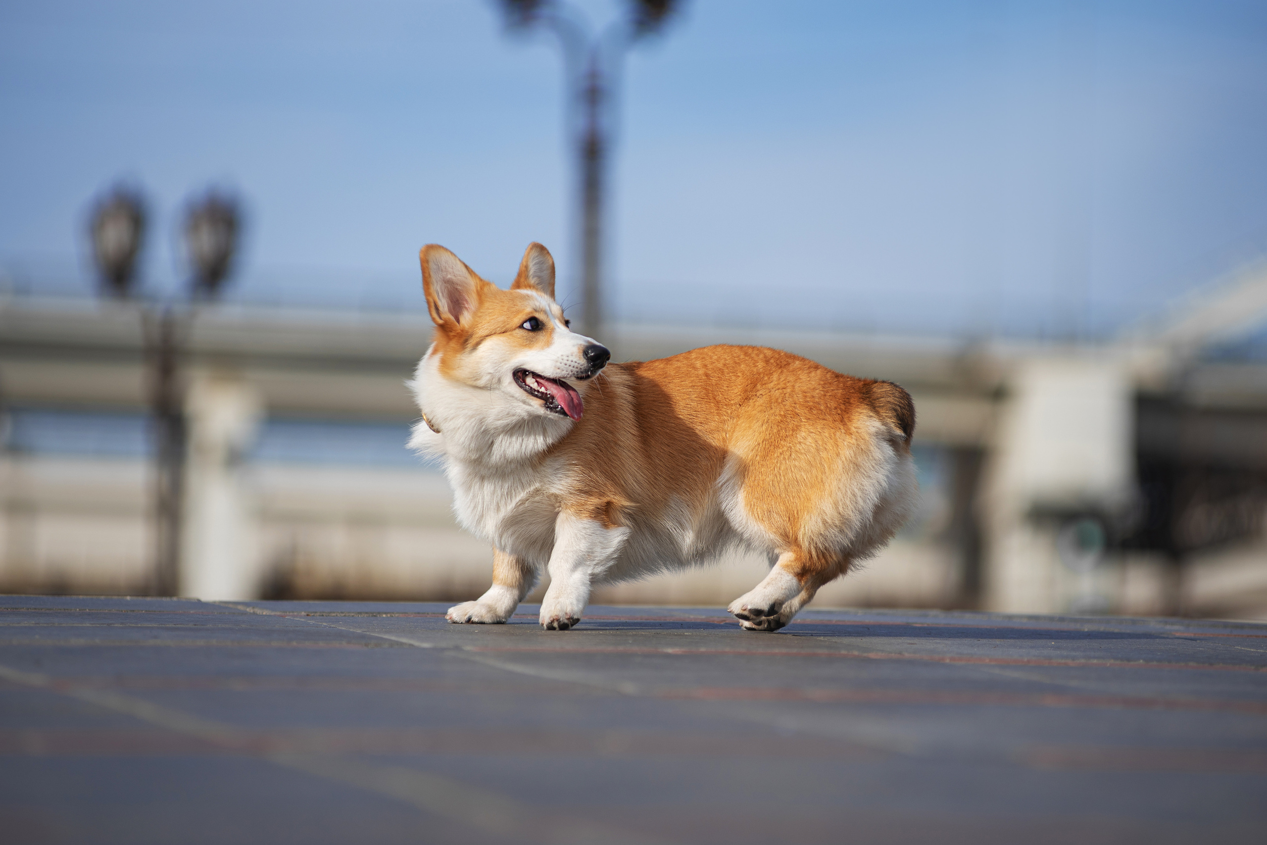 Ася и Плюша. Дог-фотограф в Тюмени Александра Королева