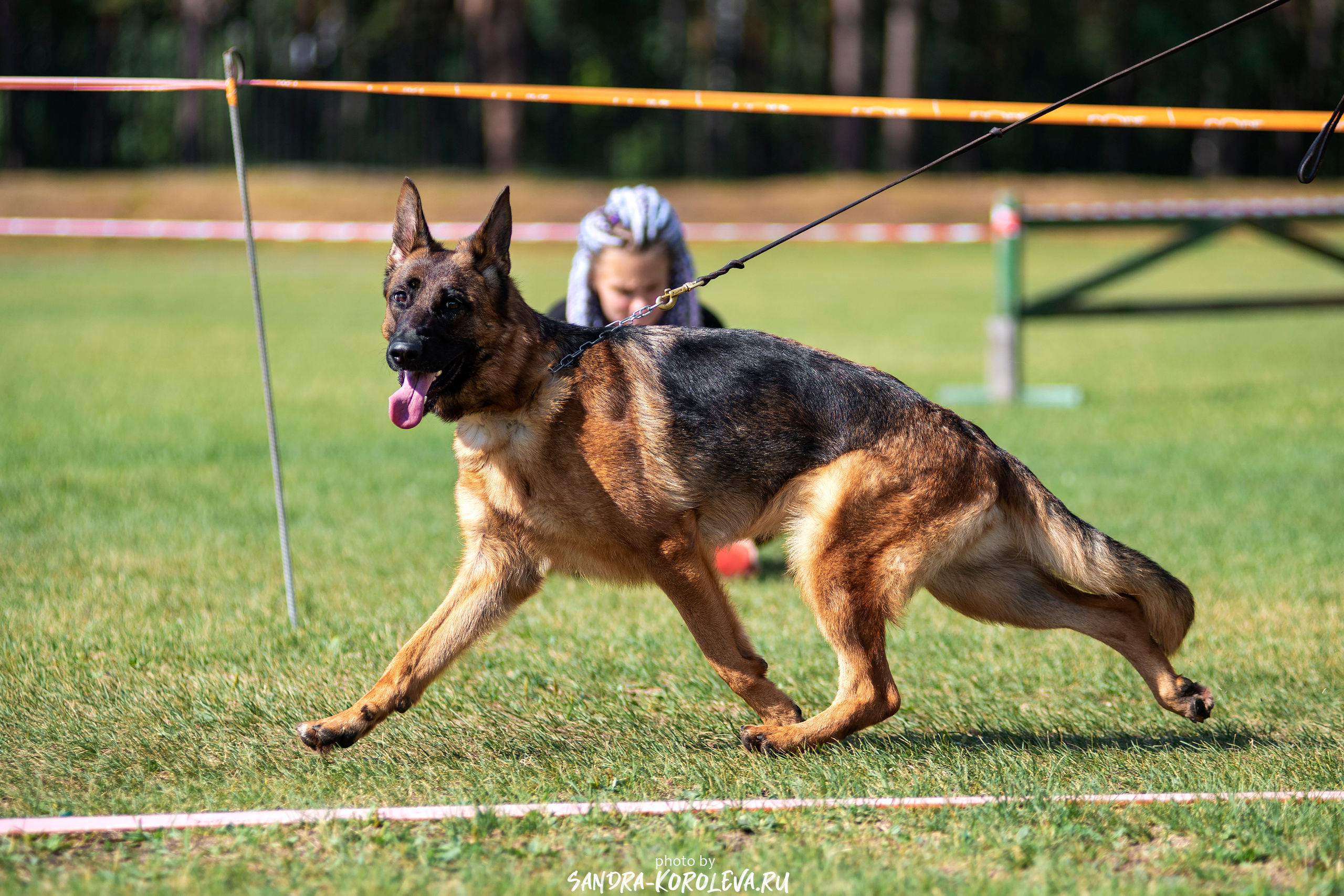 Монопородная выставка немецких овчарок, г. Заречный 2021. Дог-фотограф в Тюмени Александра Королева