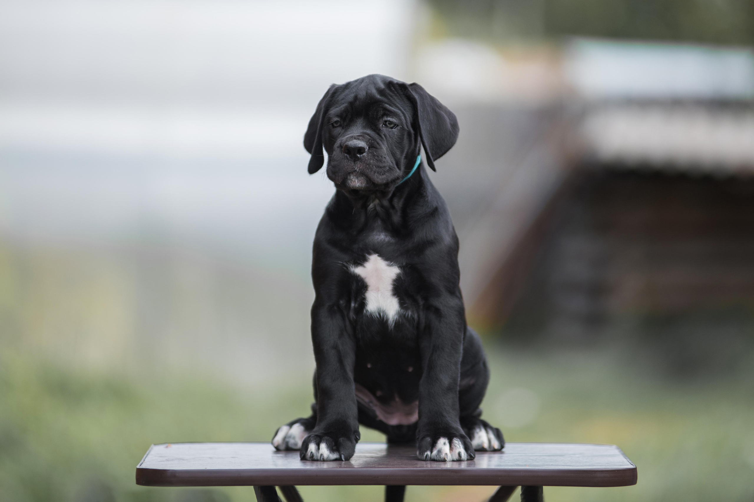 Щенки кане корсо. Дог-фотограф в Тюмени Александра Королева