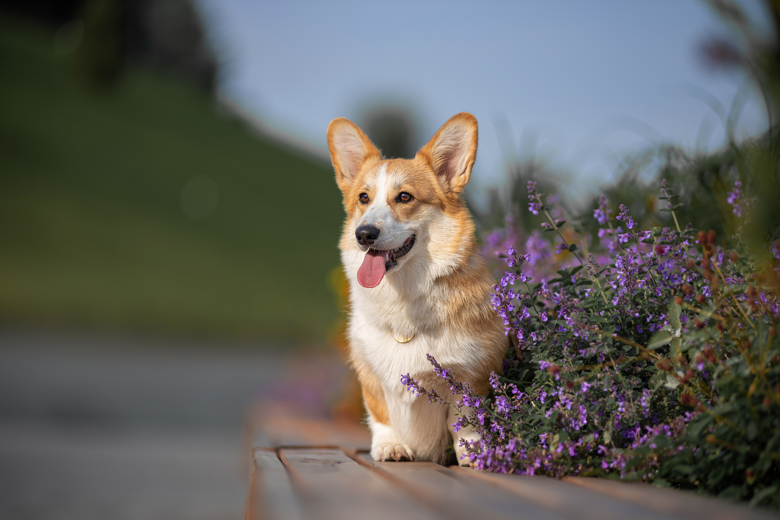 Ася и Плюша. Дог-фотограф в Тюмени Александра Королева