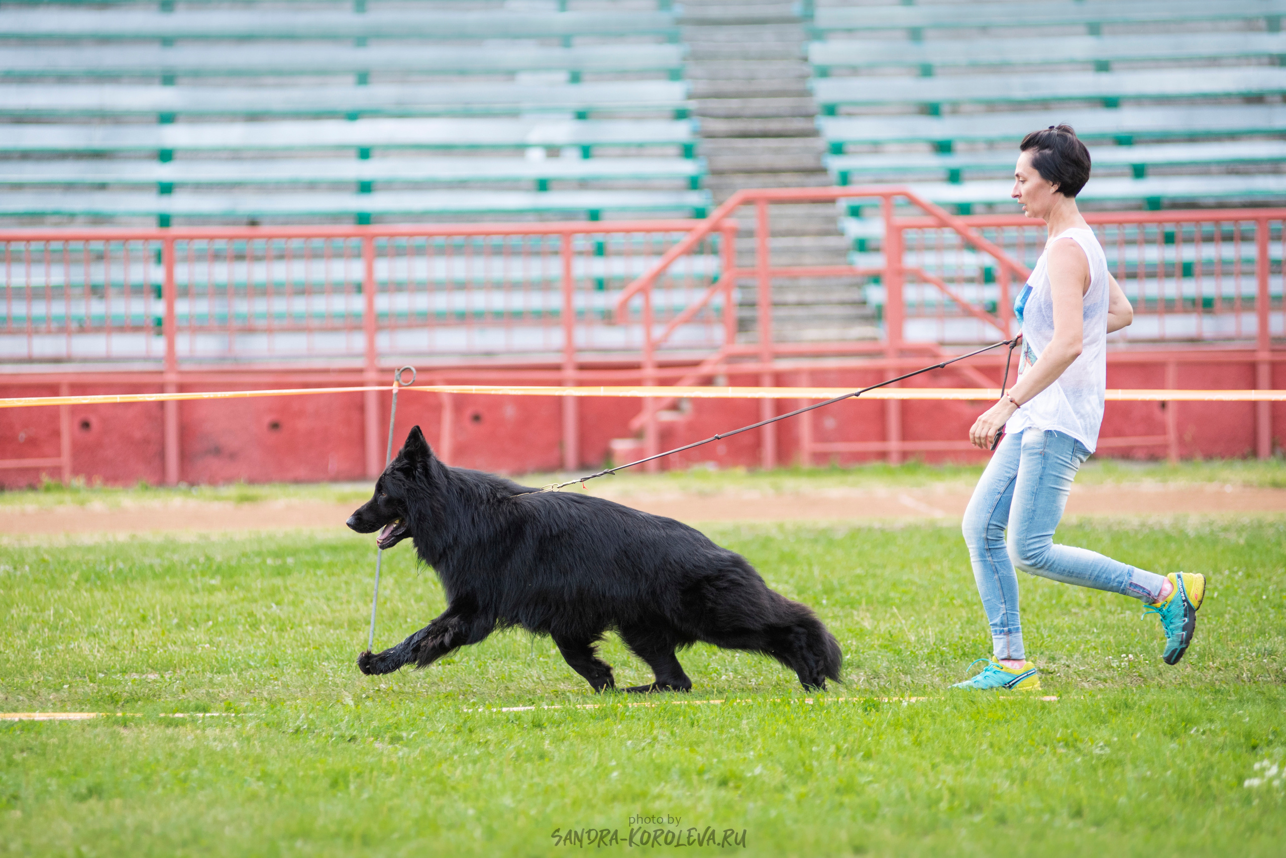 Монопородная выставка немецких овчарок, г. Заречный 2021. Дог-фотограф в Тюмени Александра Королева