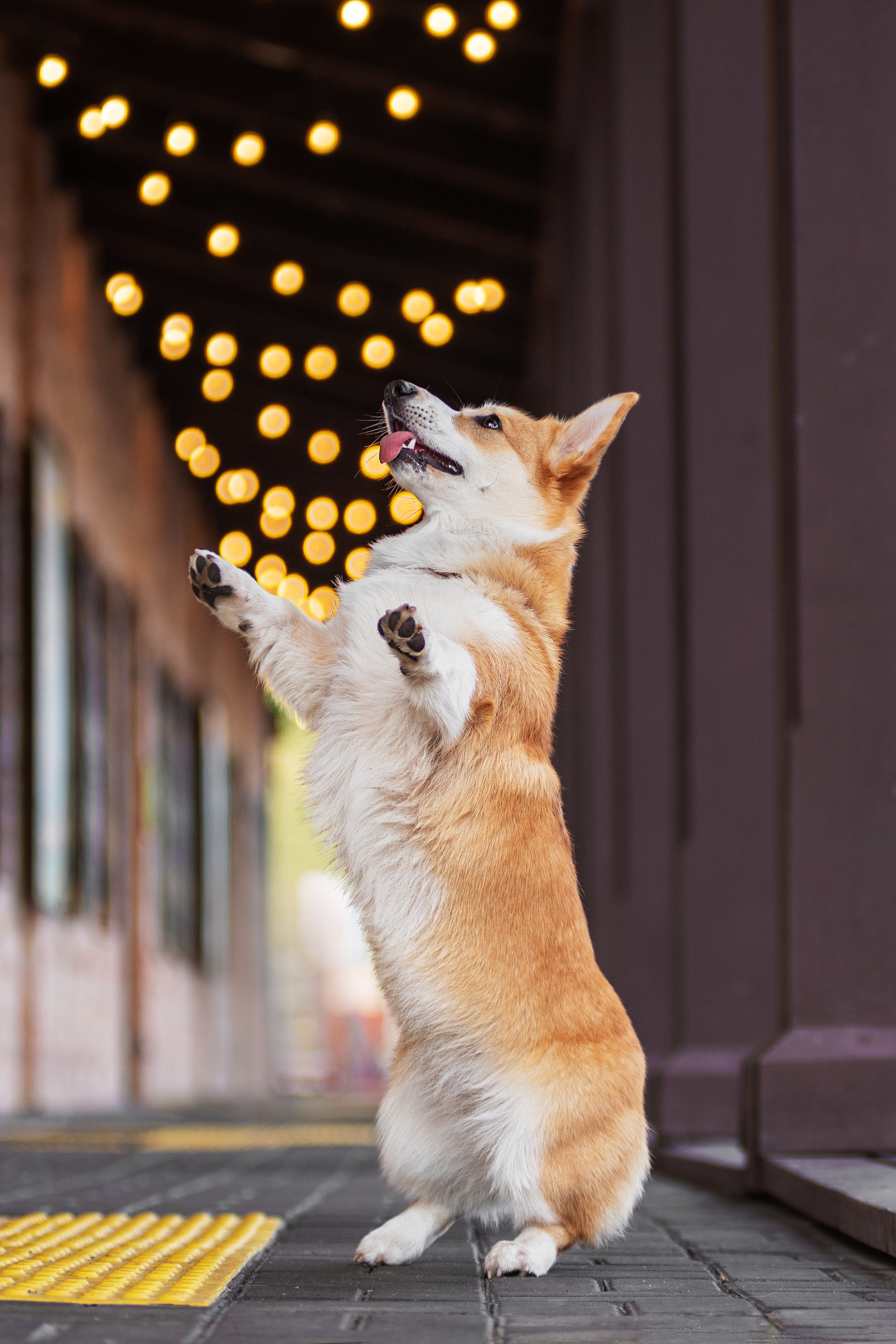 Ася и Плюша. Дог-фотограф в Тюмени Александра Королева